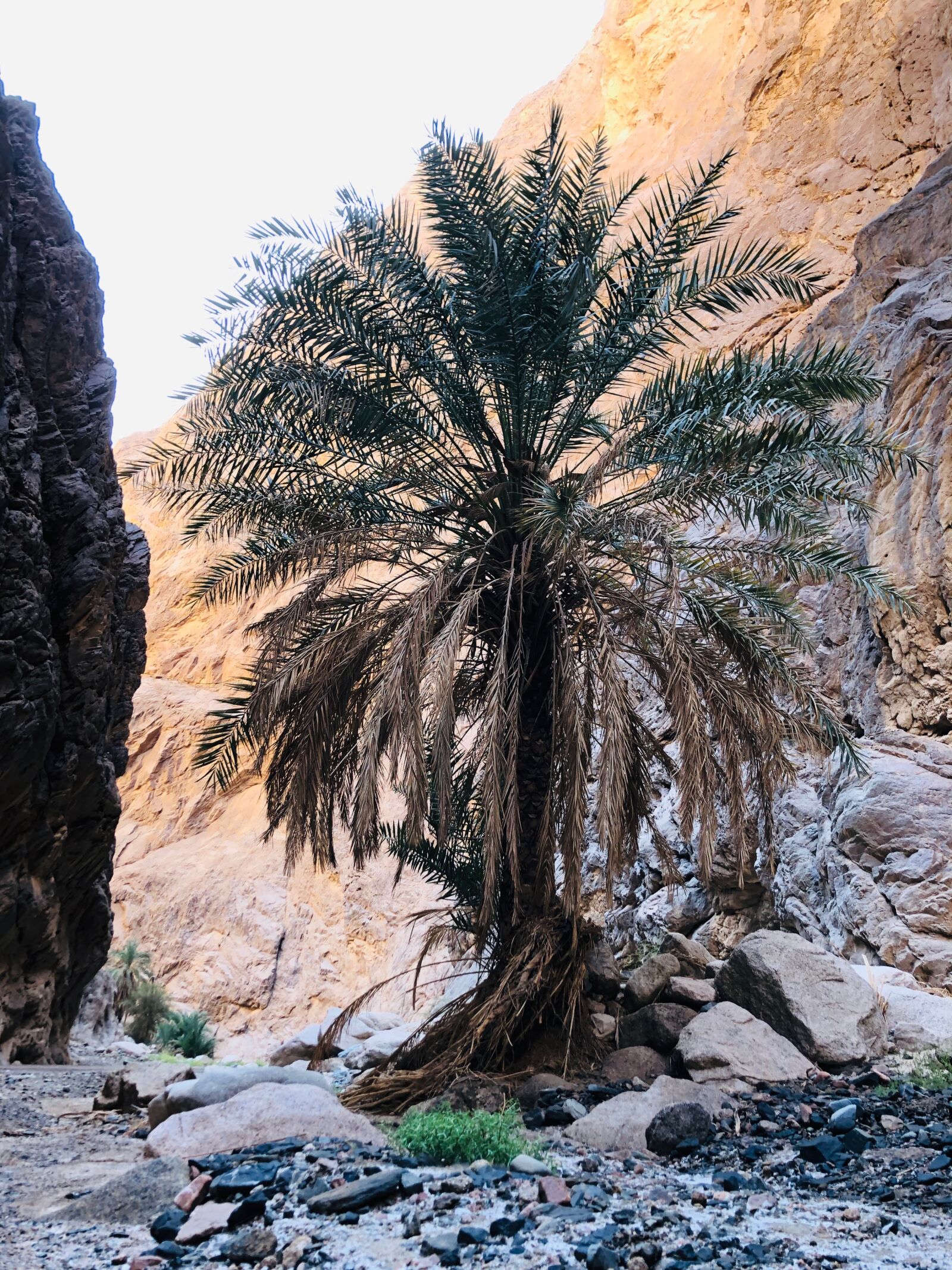 iPhone X back dual camera 4mm f/1.8 sample photo. Wadi, tradition, saudi arabia photography