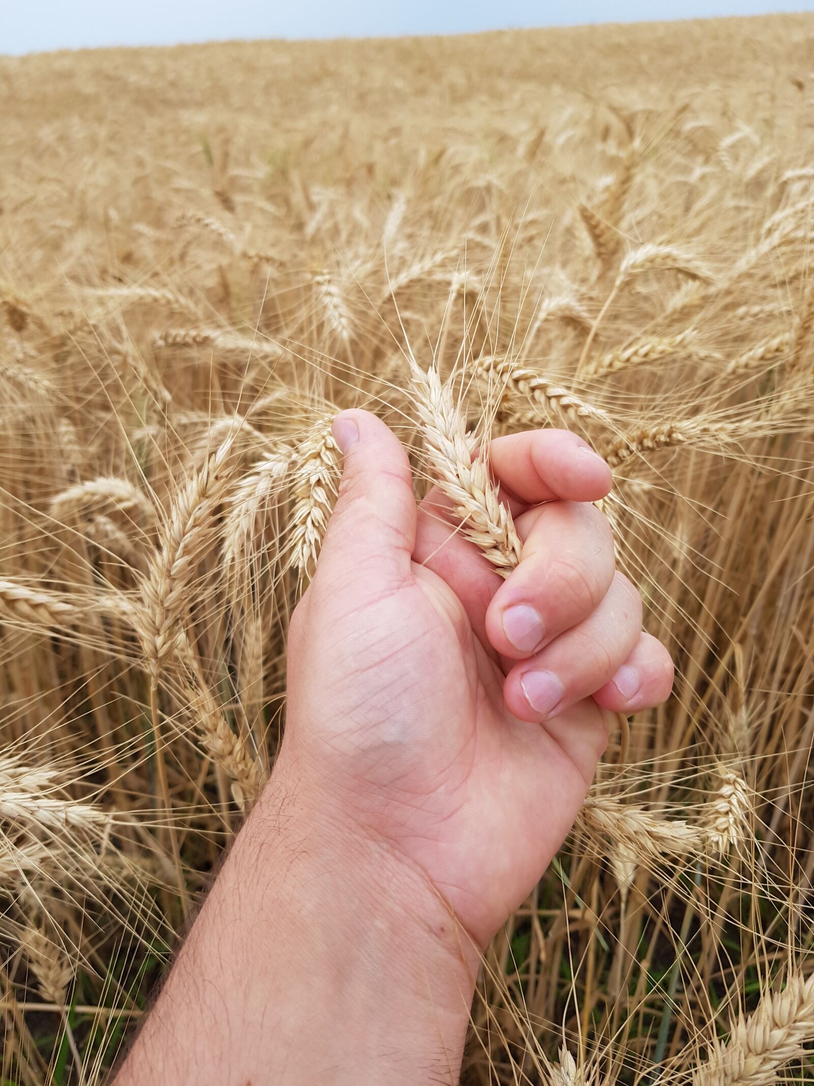 Samsung Galaxy S8+ sample photo. Field, a field of photography