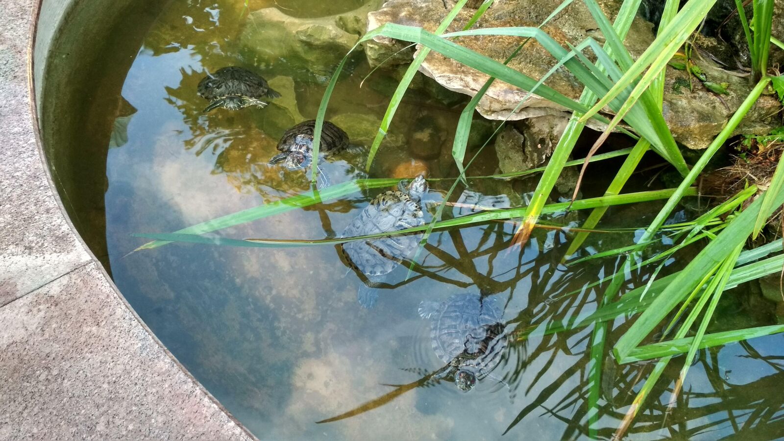 Xiaomi Redmi 4X sample photo. Turtles, lake, nature photography