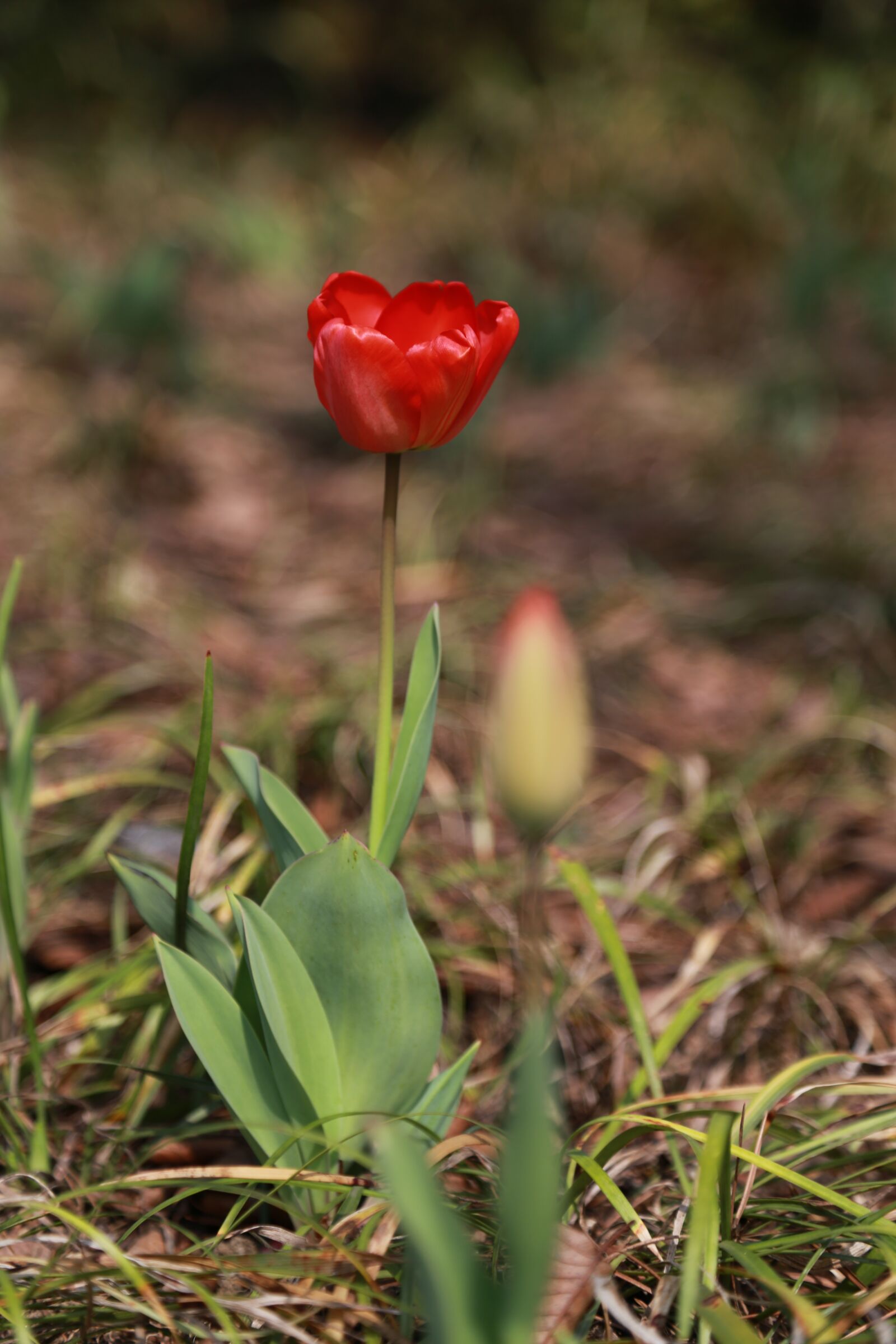Canon EOS 6D + Canon EF 24-105mm F4L IS USM sample photo. Tulip, flowers, bud photography