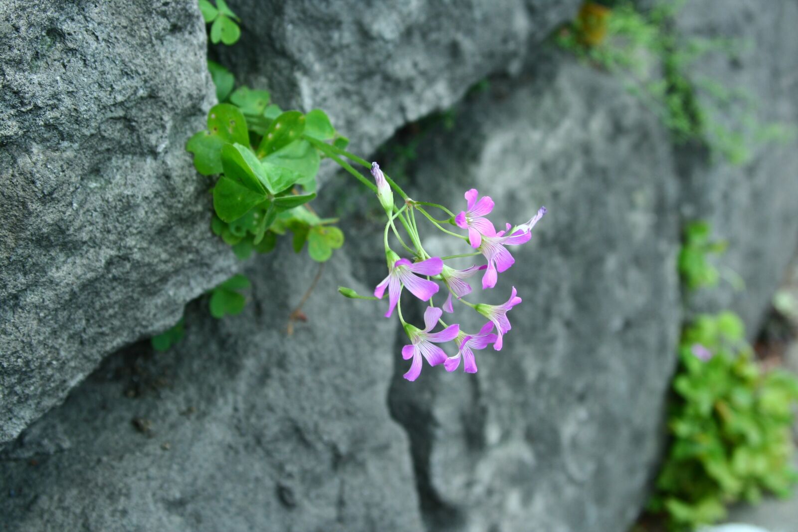 Canon EOS 350D (EOS Digital Rebel XT / EOS Kiss Digital N) sample photo. Oxalis, purple pieces eating photography