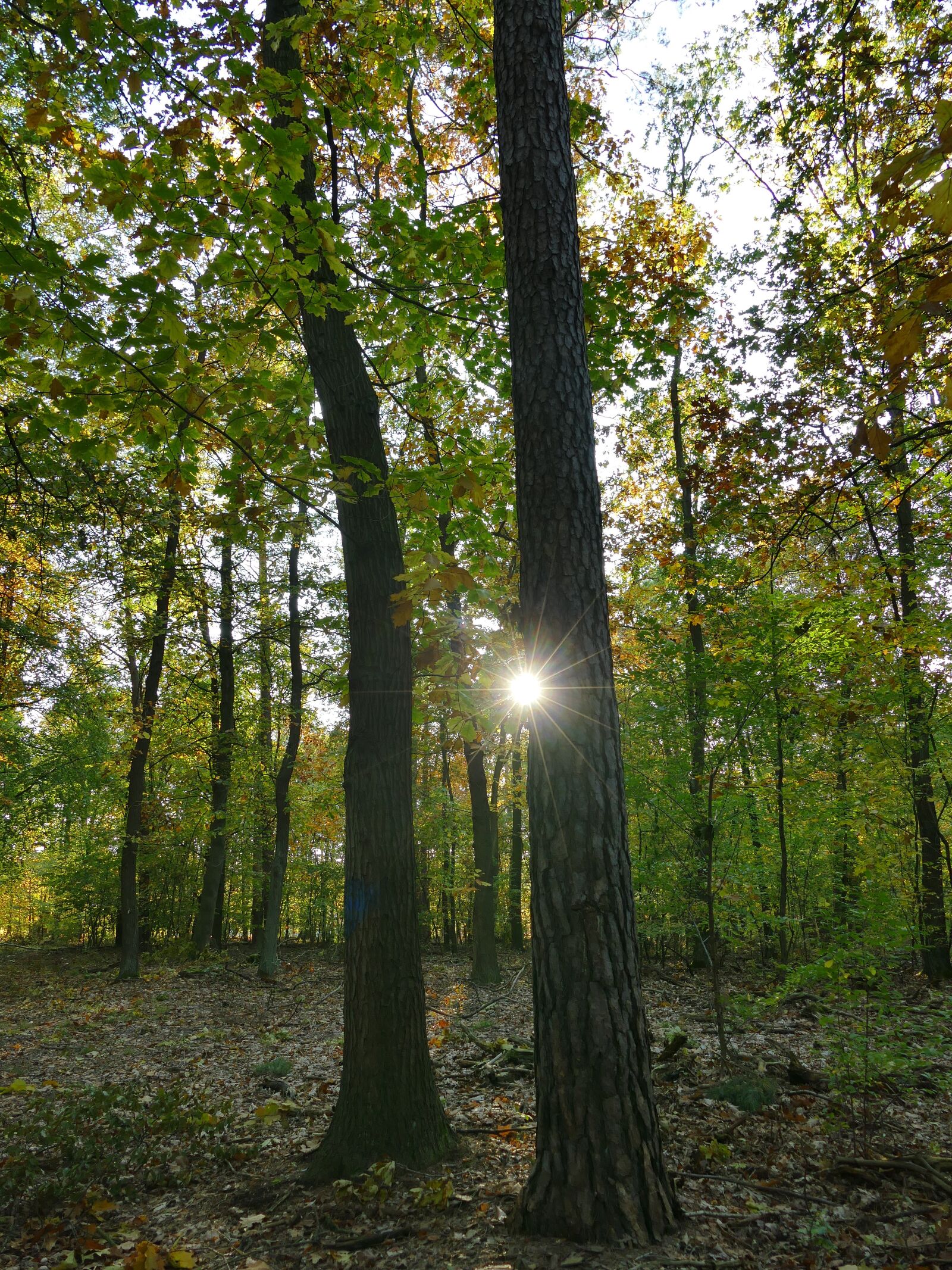 Panasonic Lumix DMC-FZ1000 sample photo. Forest, nature, autumn photography