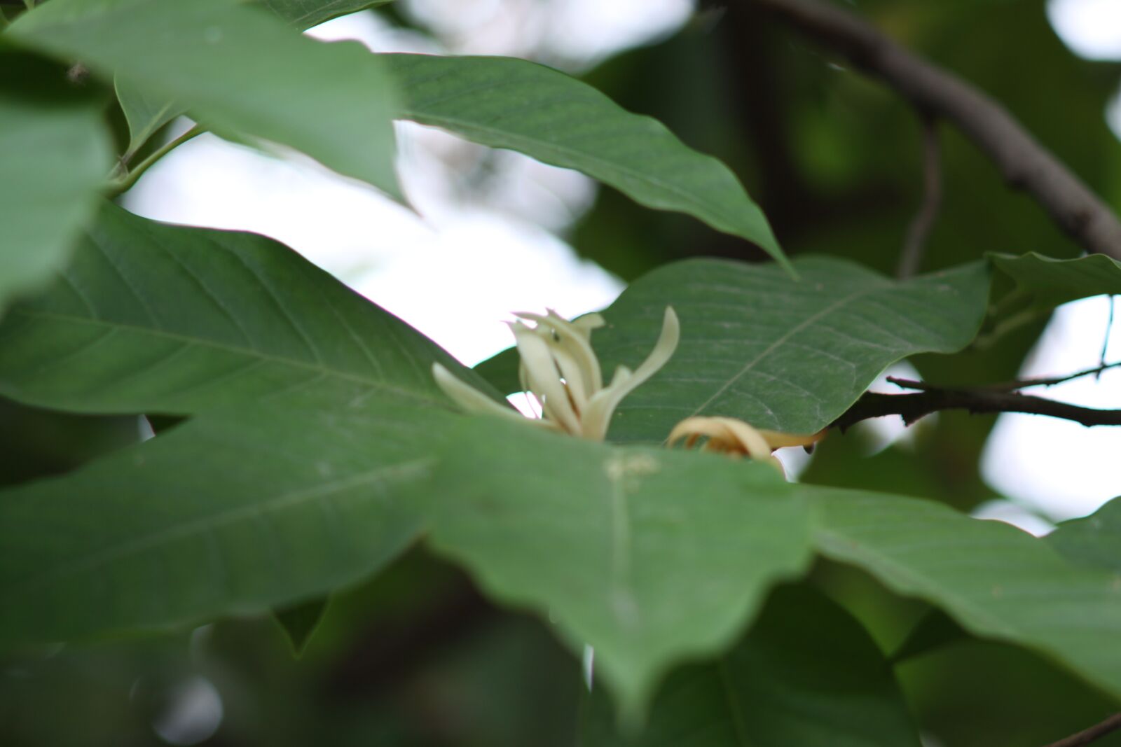 Canon EOS 50D sample photo. White champaca, mf lens photography