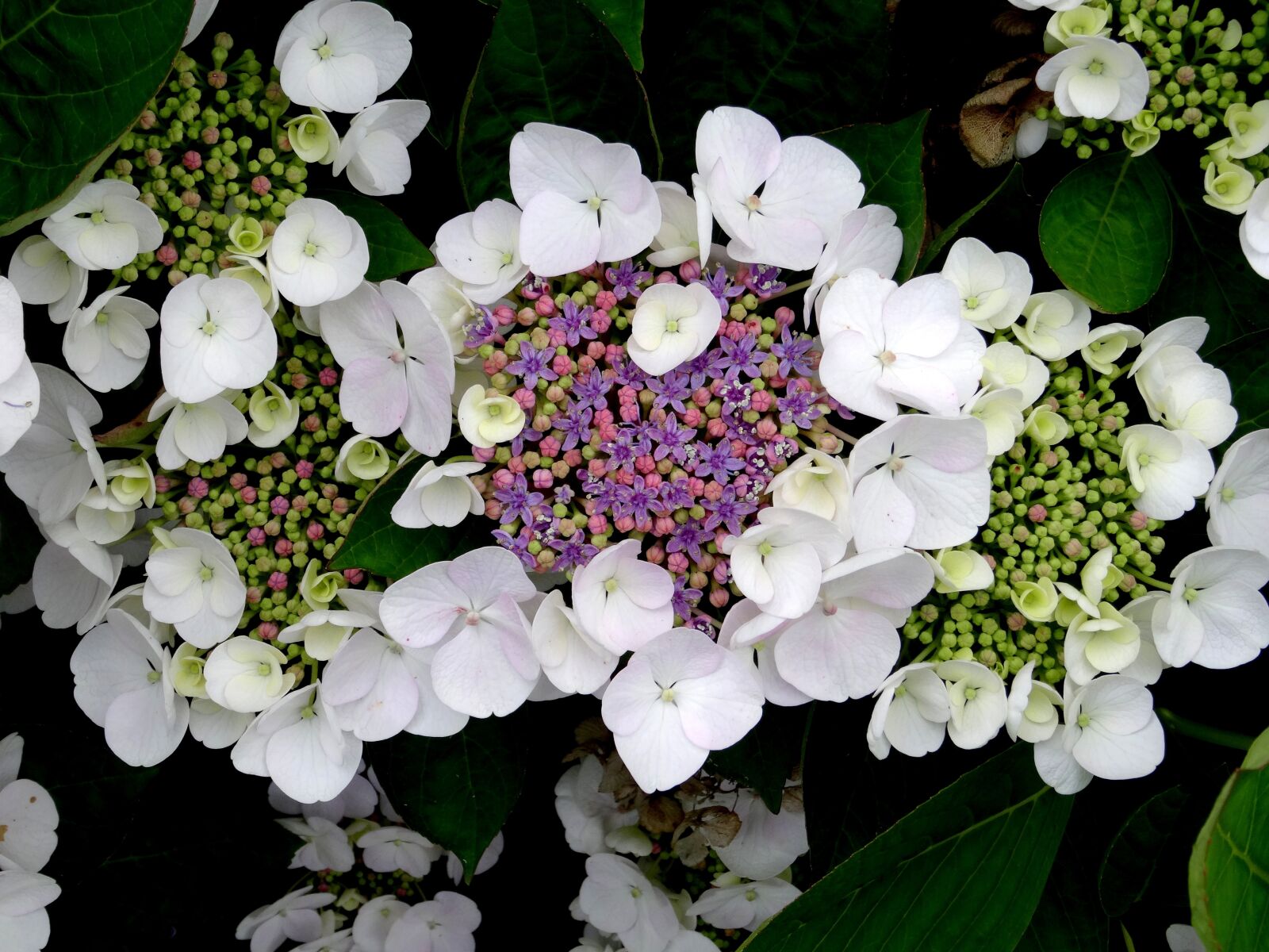 Sony Cyber-shot DSC-HX50V sample photo. Blossom, bloom, hydrangea photography