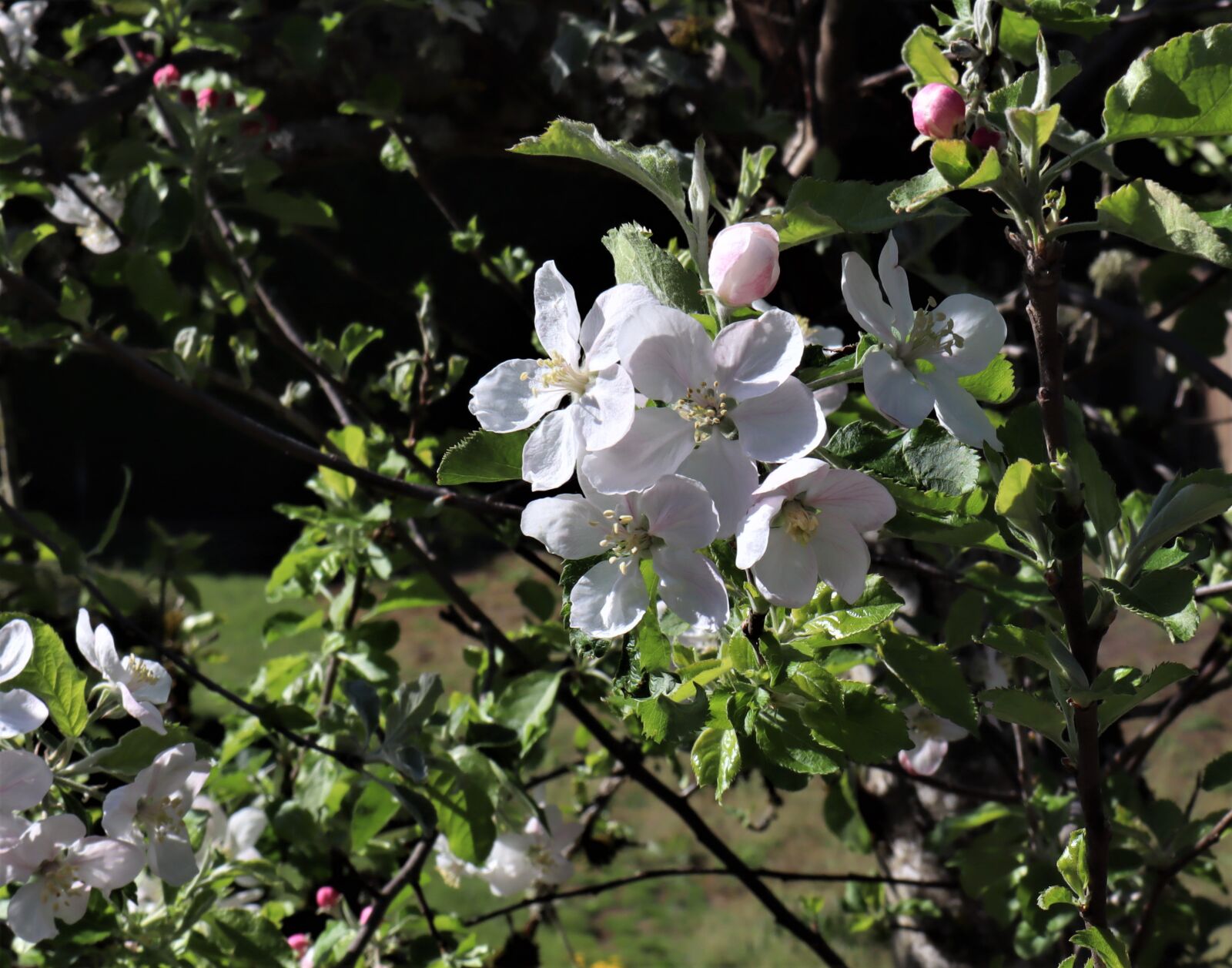 Canon EOS M50 (EOS Kiss M) sample photo. Apple blossom, spring, nature photography