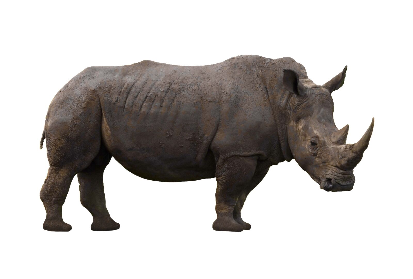 Olympus PEN E-P3 sample photo. Rhinoceros, animal, rhino photography