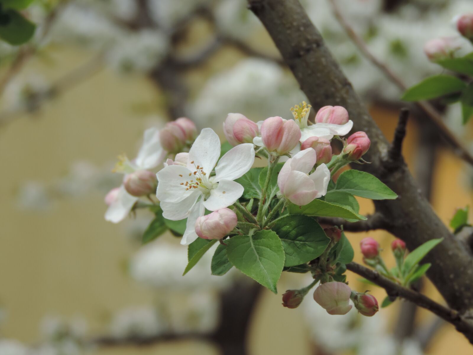 Nikon Coolpix P520 sample photo. Tree, flower, branch photography