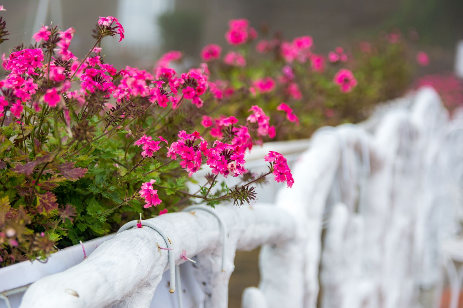Nikon D7100 sample photo. Flower garden, the fence photography