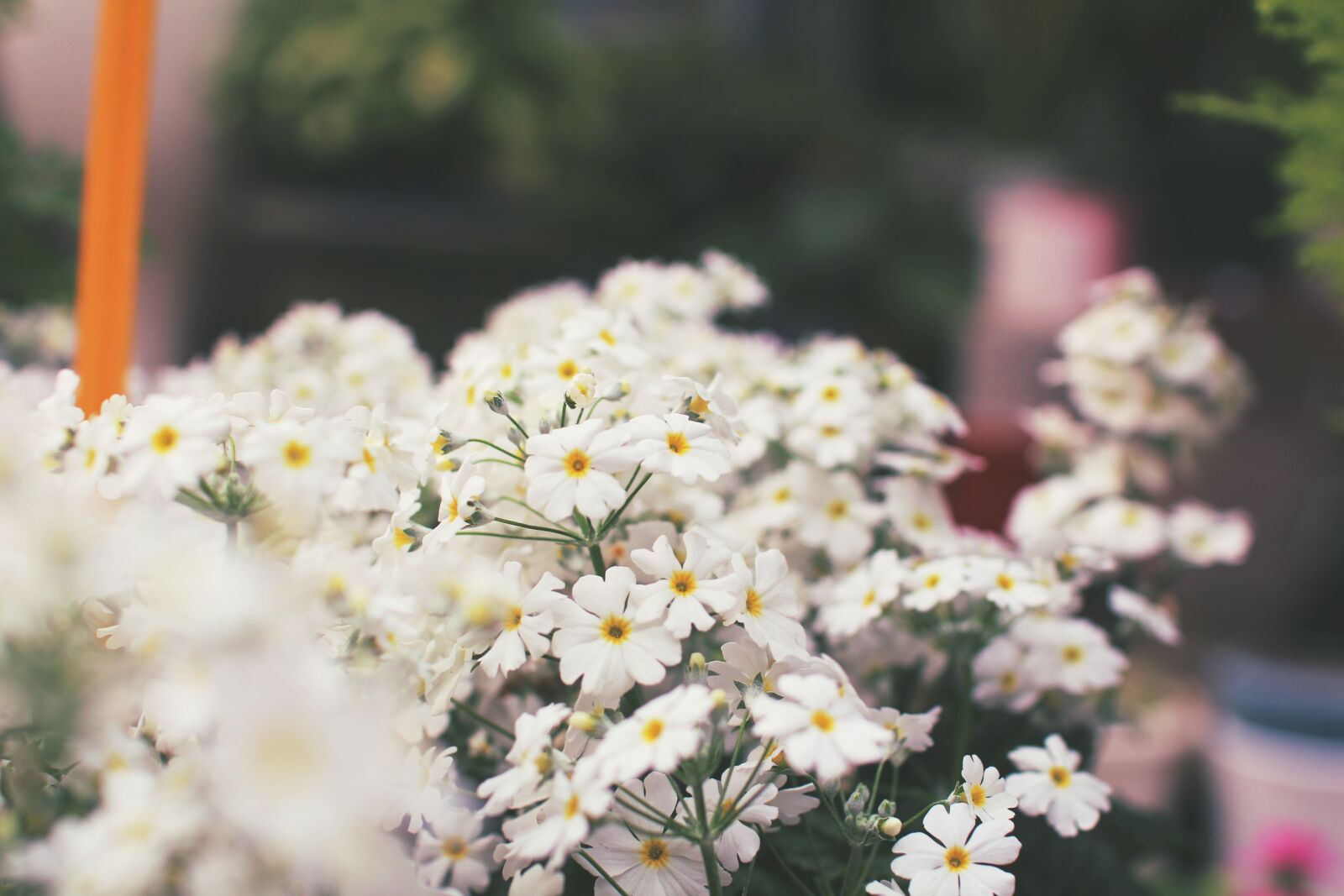 Canon EOS 700D (EOS Rebel T5i / EOS Kiss X7i) sample photo. Flowers, white, white flower photography