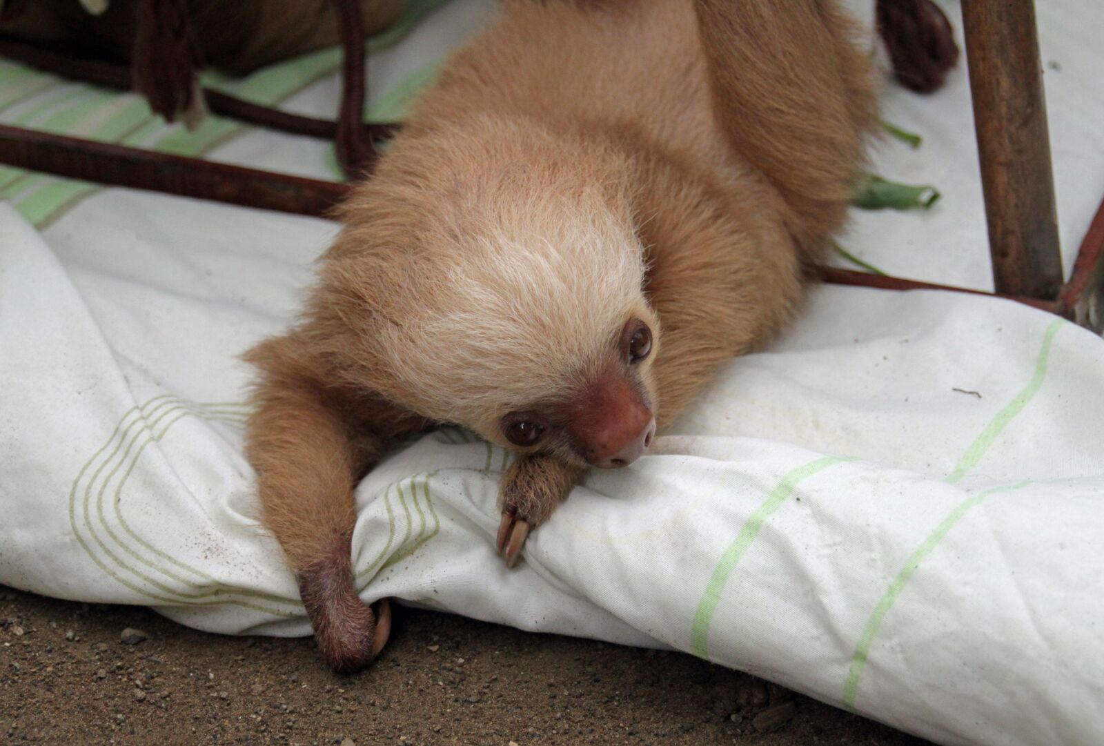 Canon EOS 7D sample photo. Sloths, arboreal, mammals photography