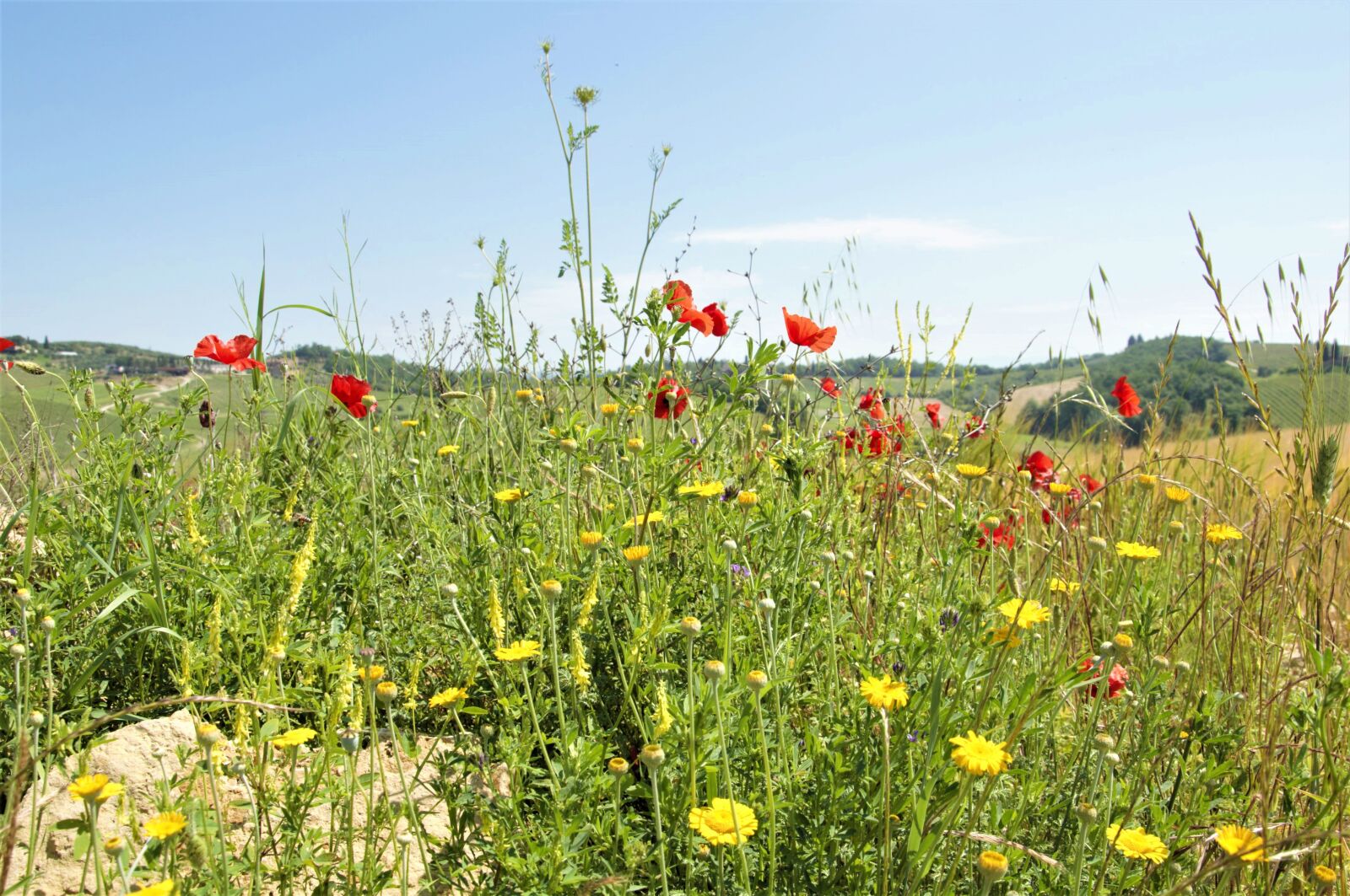 Nikon D90 sample photo. Wild, poppies, field photography