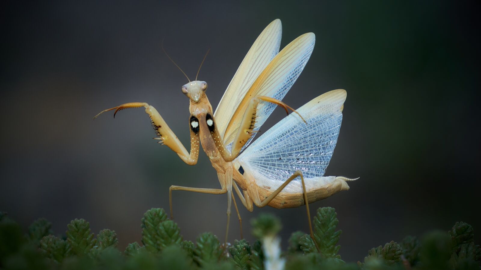 Sony E 55-210mm F4.5-6.3 OSS sample photo. Macro, insects, nature photography
