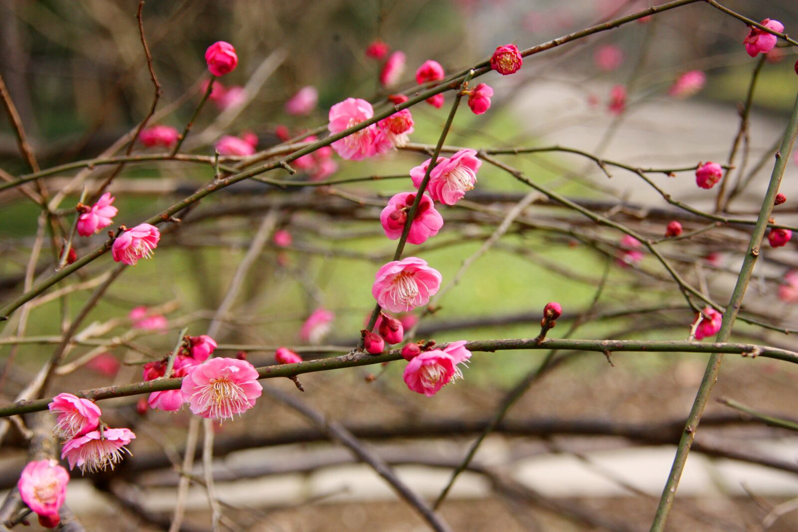 Canon EOS 450D (EOS Rebel XSi / EOS Kiss X2) sample photo. Plum blossom, flower, views photography