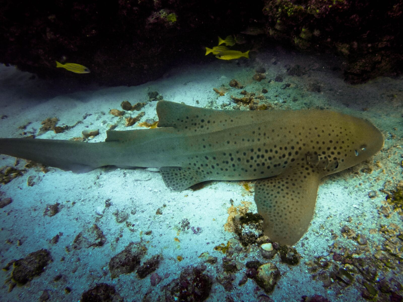 GoPro Hero5 Black sample photo. Zebra shark, shark, sea photography