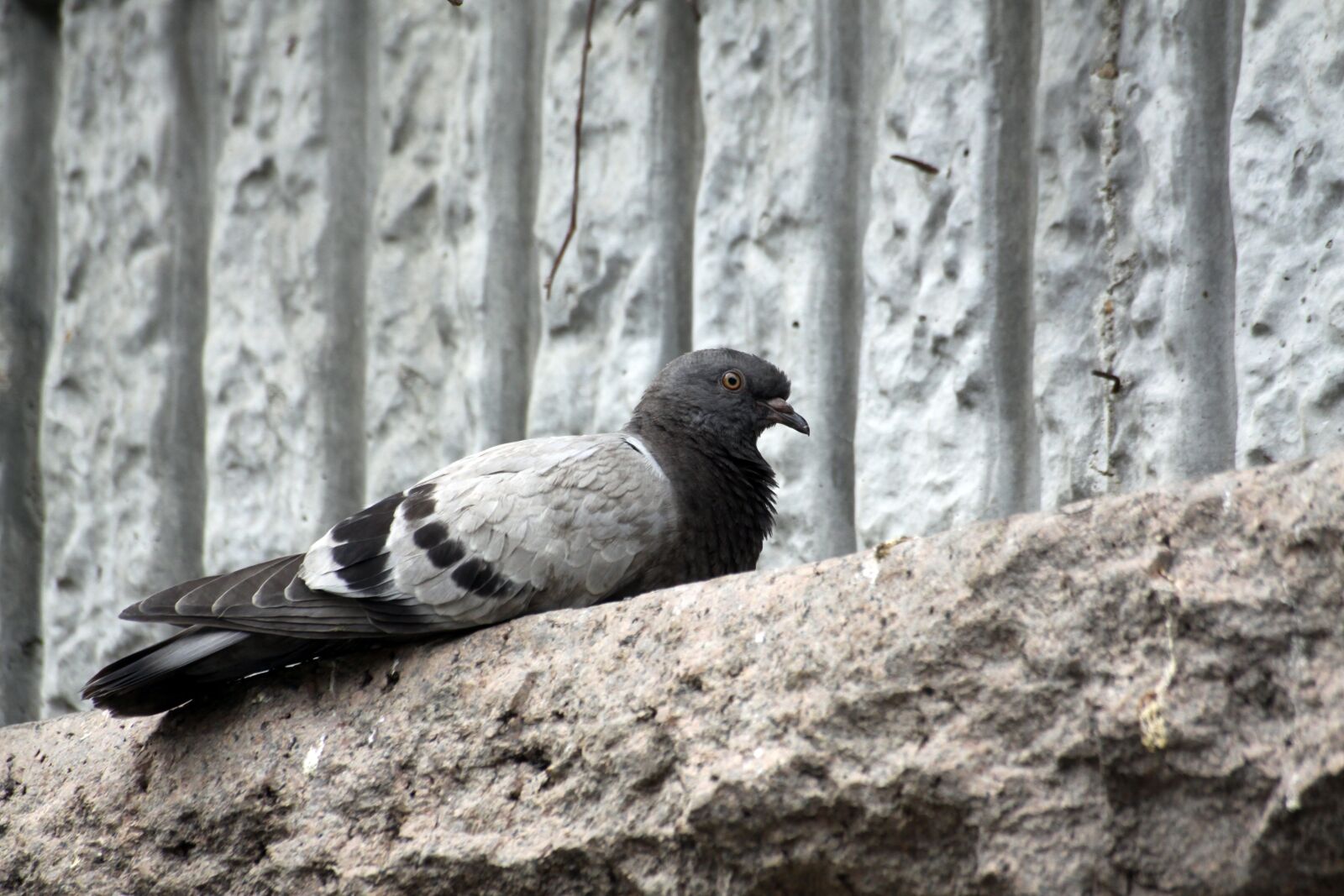 Canon EOS 50D sample photo. Pigeon, new, birds photography