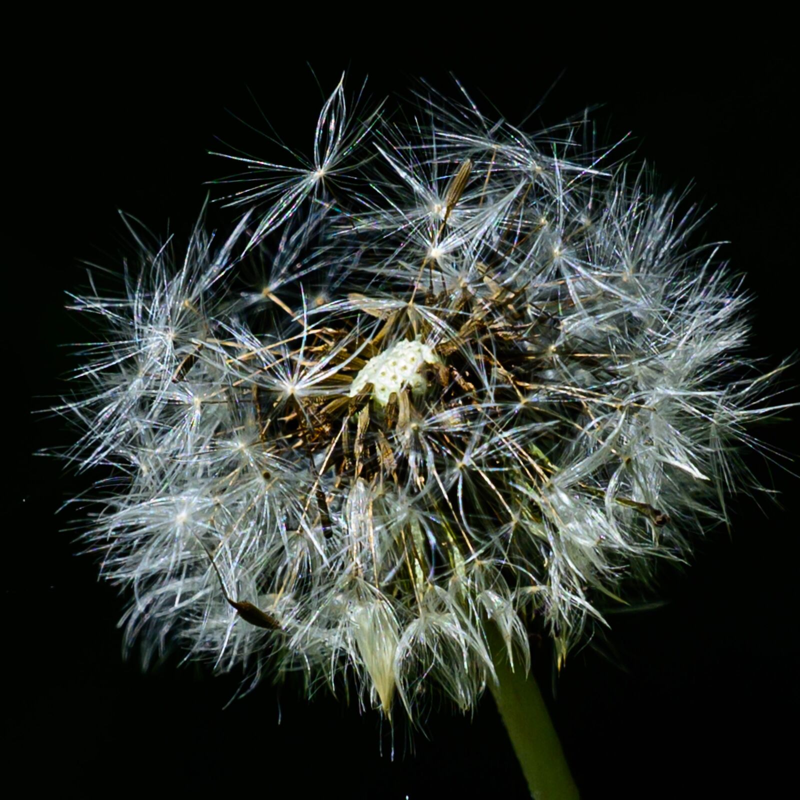 Nikon Nikkor Z 24-70mm F4 S sample photo. Flower, dandelion, summer photography