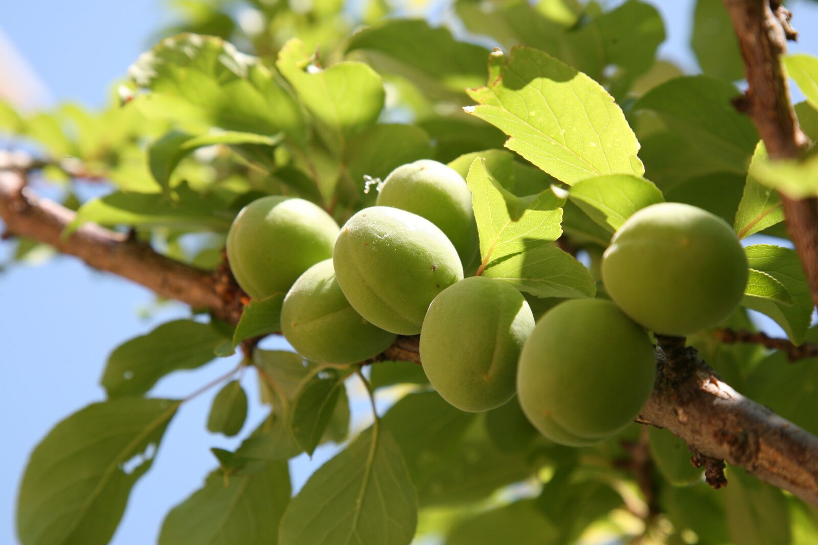 Canon EOS 5D sample photo. Plum, peach, spring photography