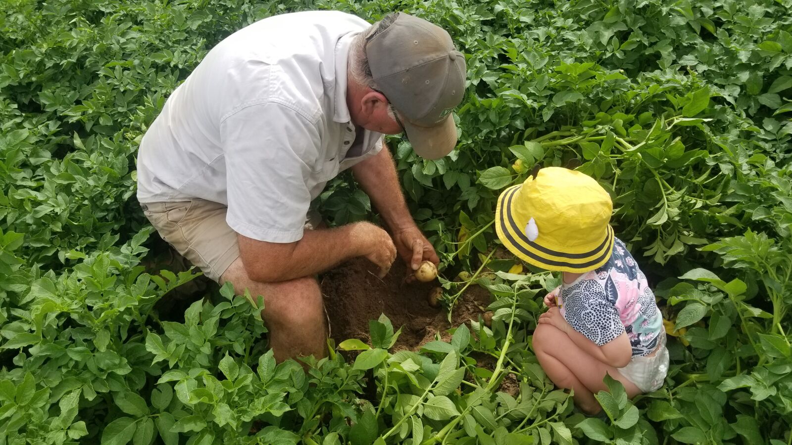 Samsung Galaxy S8 sample photo. Farm, agriculture, food photography