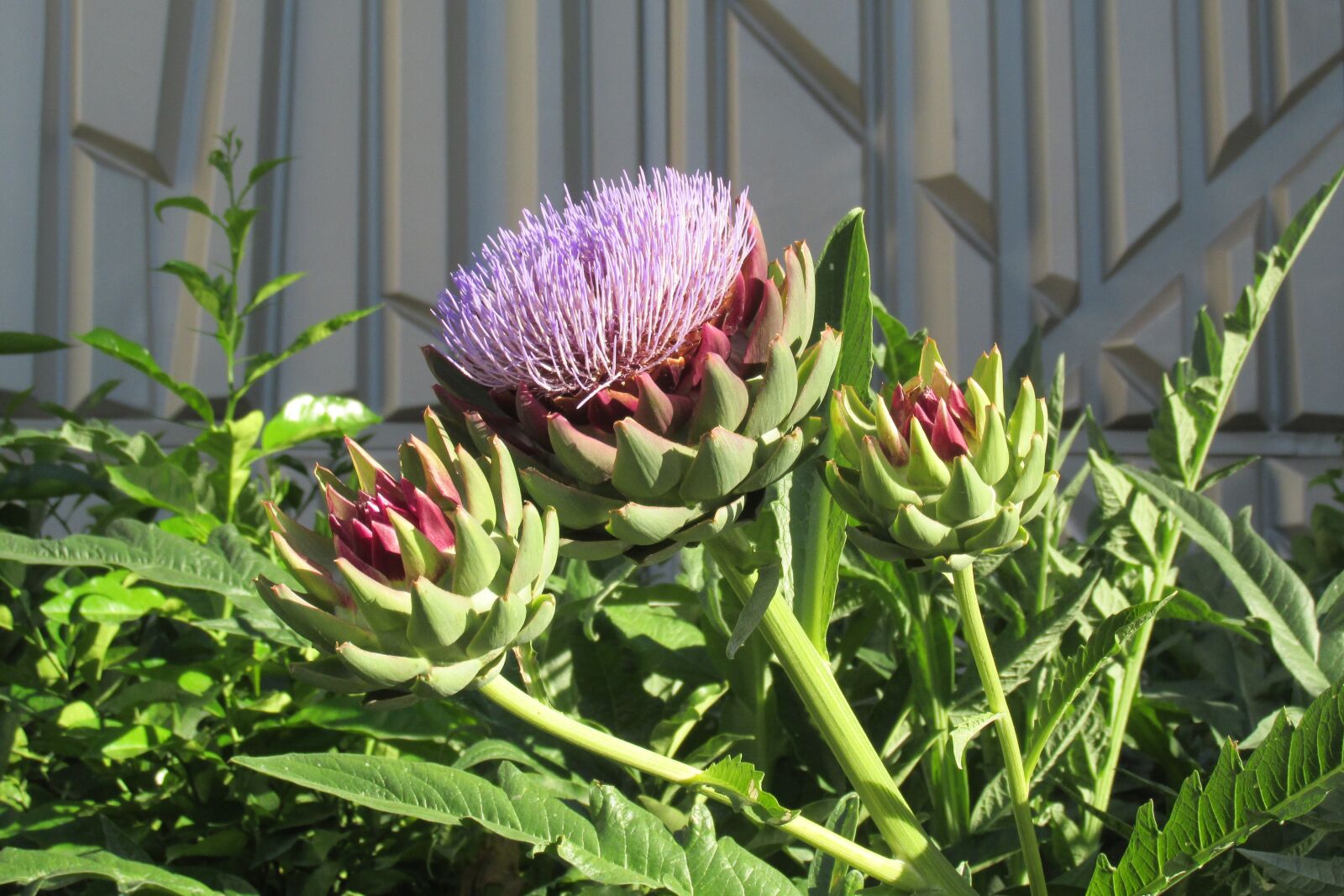 Canon PowerShot SX160 IS sample photo. Flower, artichoke, bloom photography