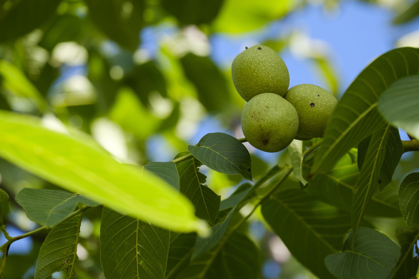 Fujifilm X-T2 + Fujifilm XF 55-200mm F3.5-4.8 R LM OIS sample photo. Nut, walnut, walnut tree photography