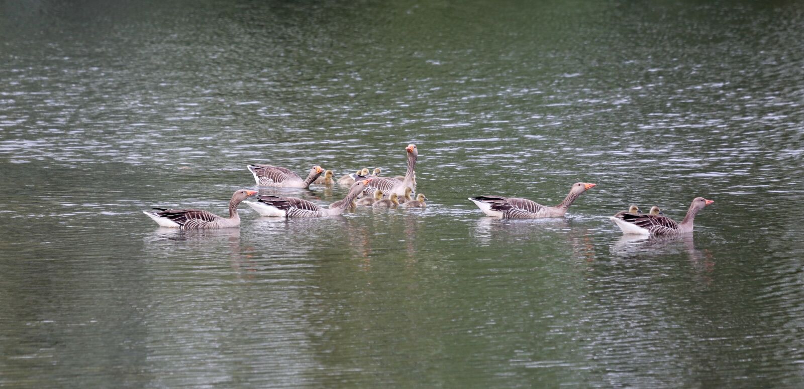 Canon EF 100-400mm F4.5-5.6L IS USM sample photo. Ducks, geese, family photography