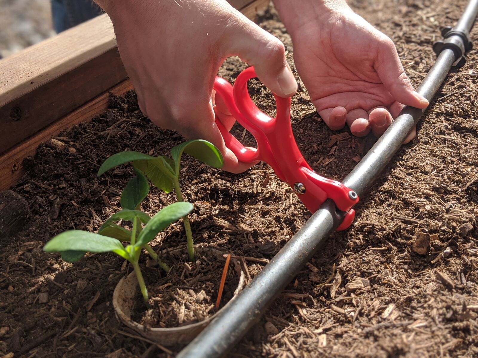 Google Pixel 2 sample photo. Irrigation, gardening, hose photography