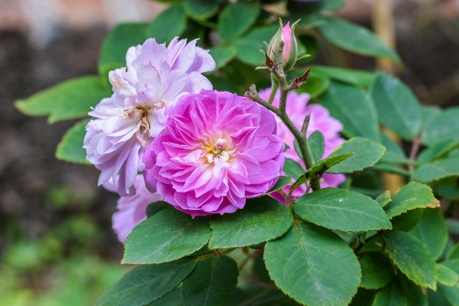 Nikon D3400 sample photo. Flowers, pink roses, flower photography