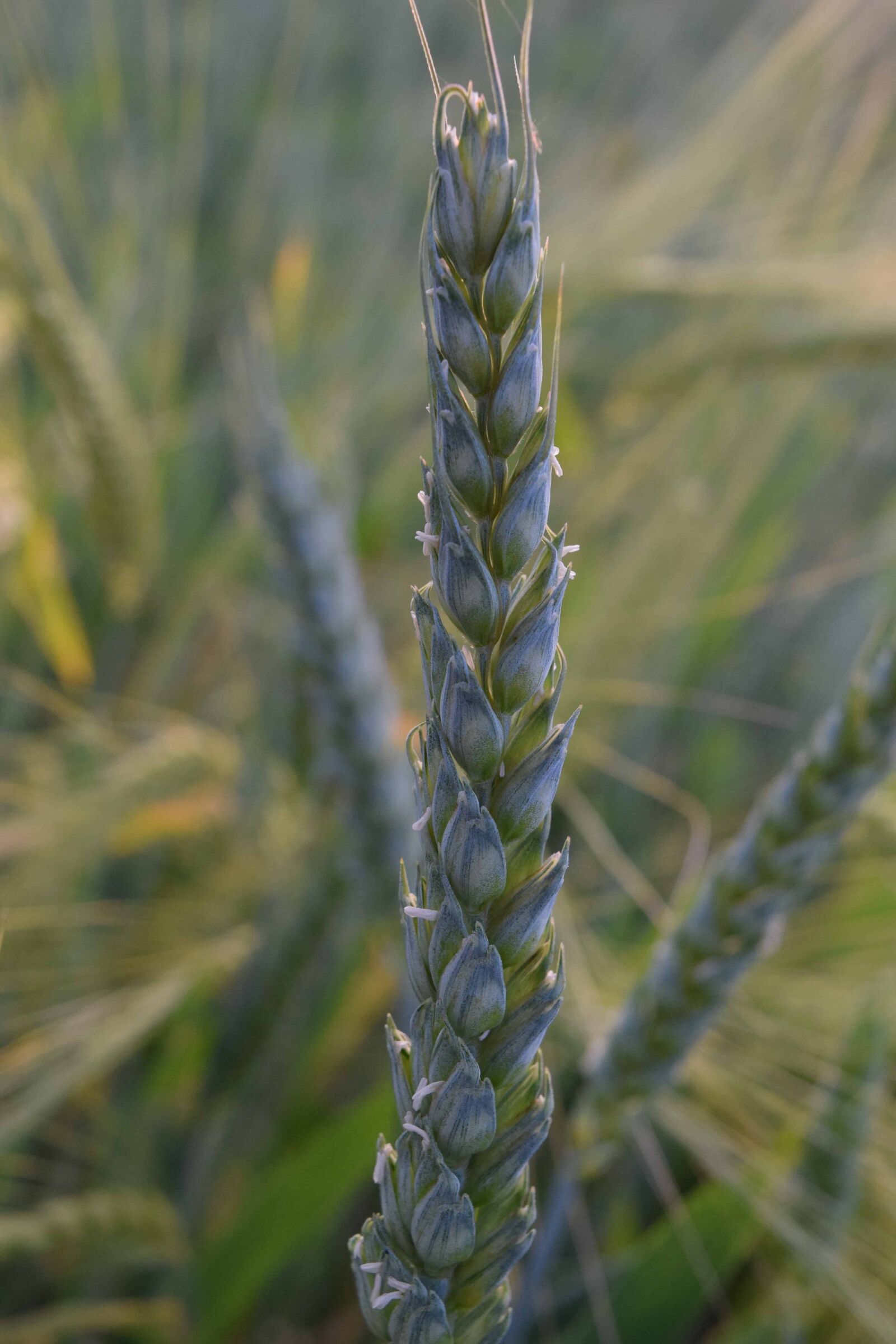 Nikon D3300 sample photo. Food, nature, agriculture, green photography