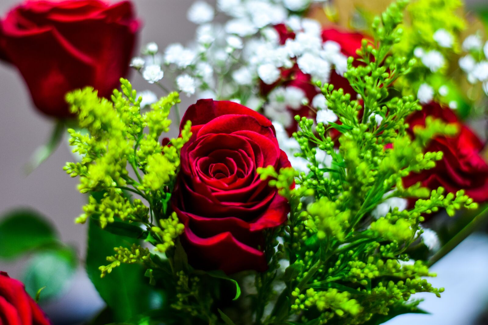 Nikon D3400 sample photo. Rosa, flower photography