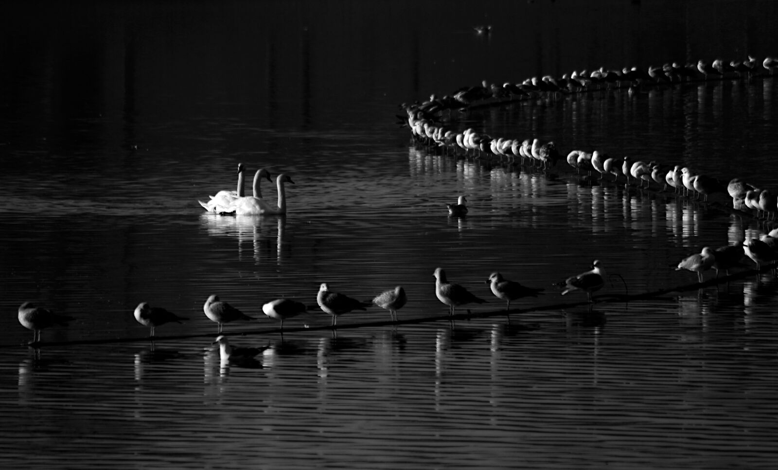 Canon EOS 450D (EOS Rebel XSi / EOS Kiss X2) sample photo. Black and white, artistic photography