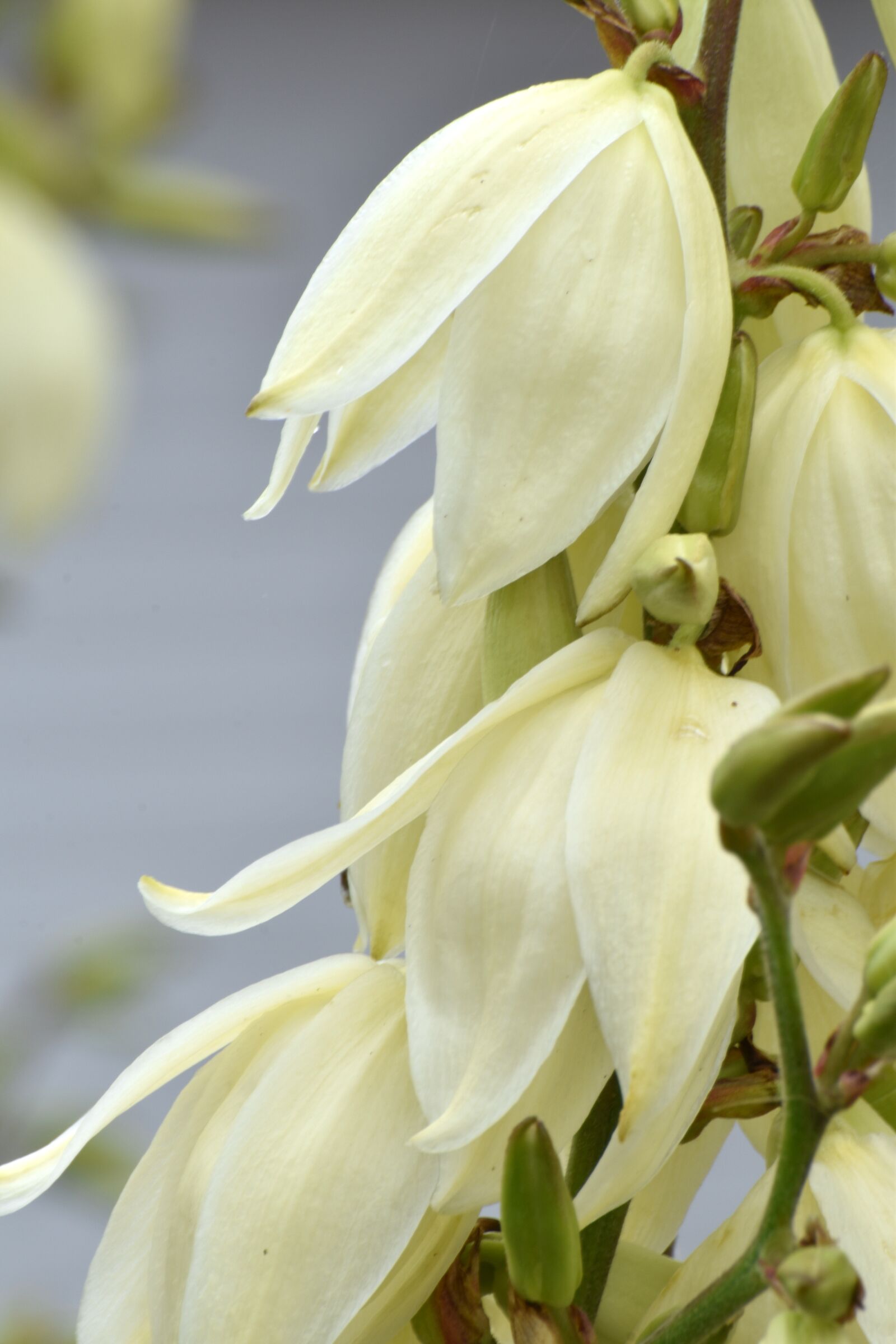 Nikon D5600 sample photo. Flower, white, summer photography