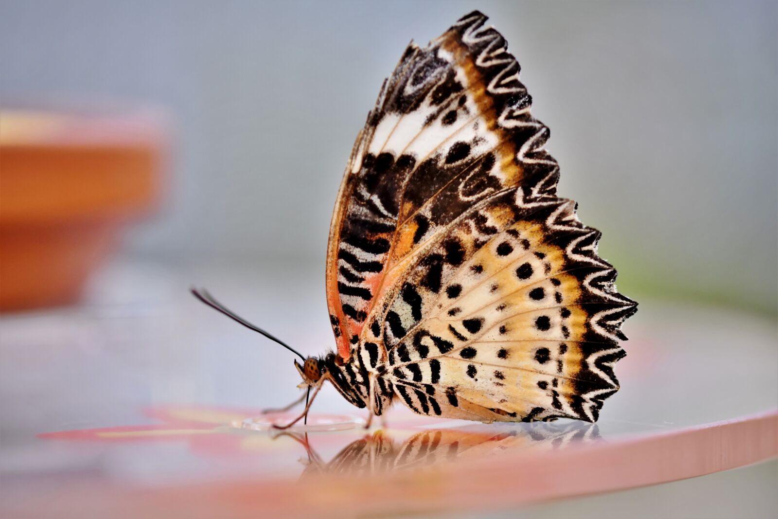 Nikon D7200 sample photo. Butterfly, tropical butterfly, exotic photography