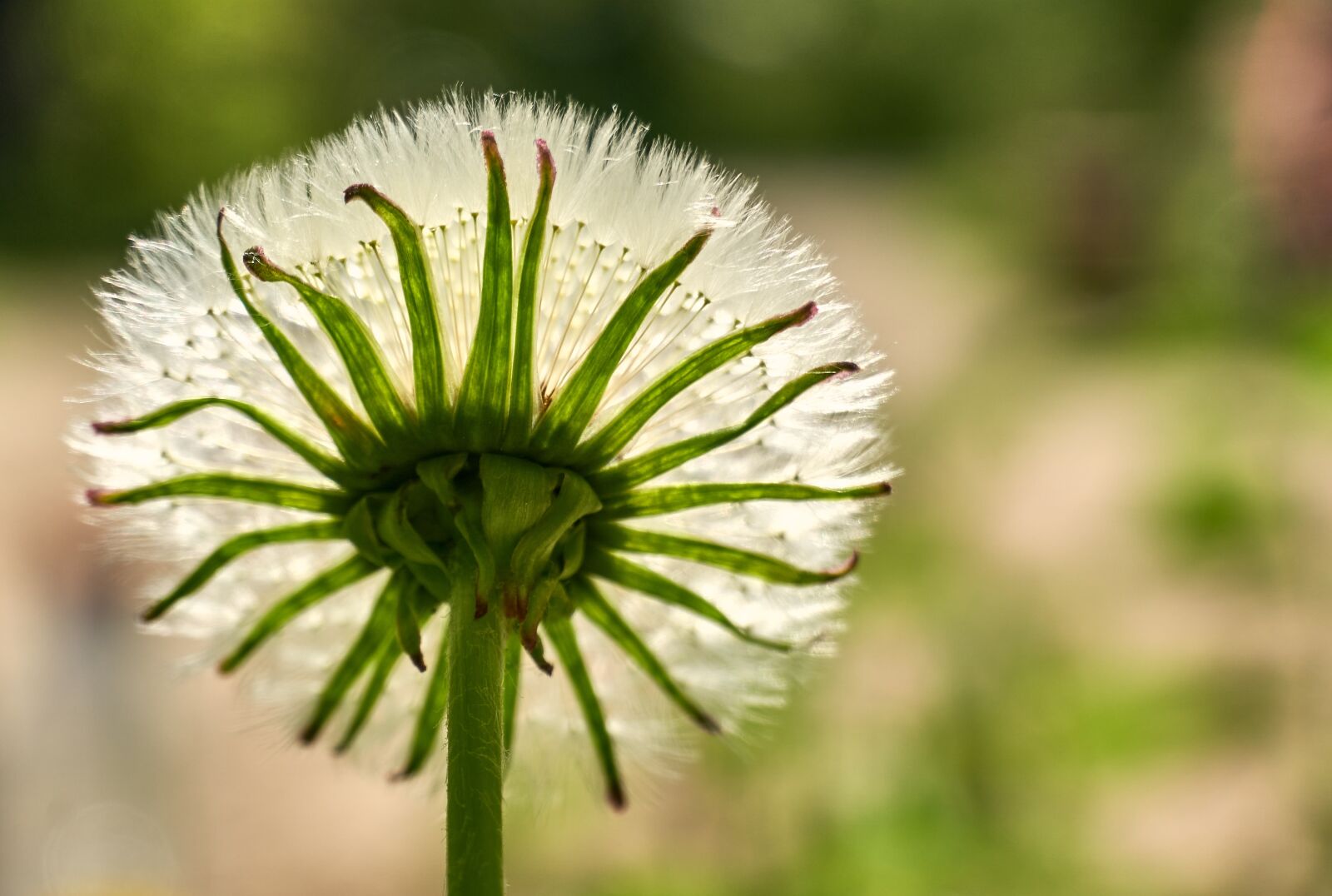 Sony a6400 sample photo. Dandelion, faded, flying seeds photography
