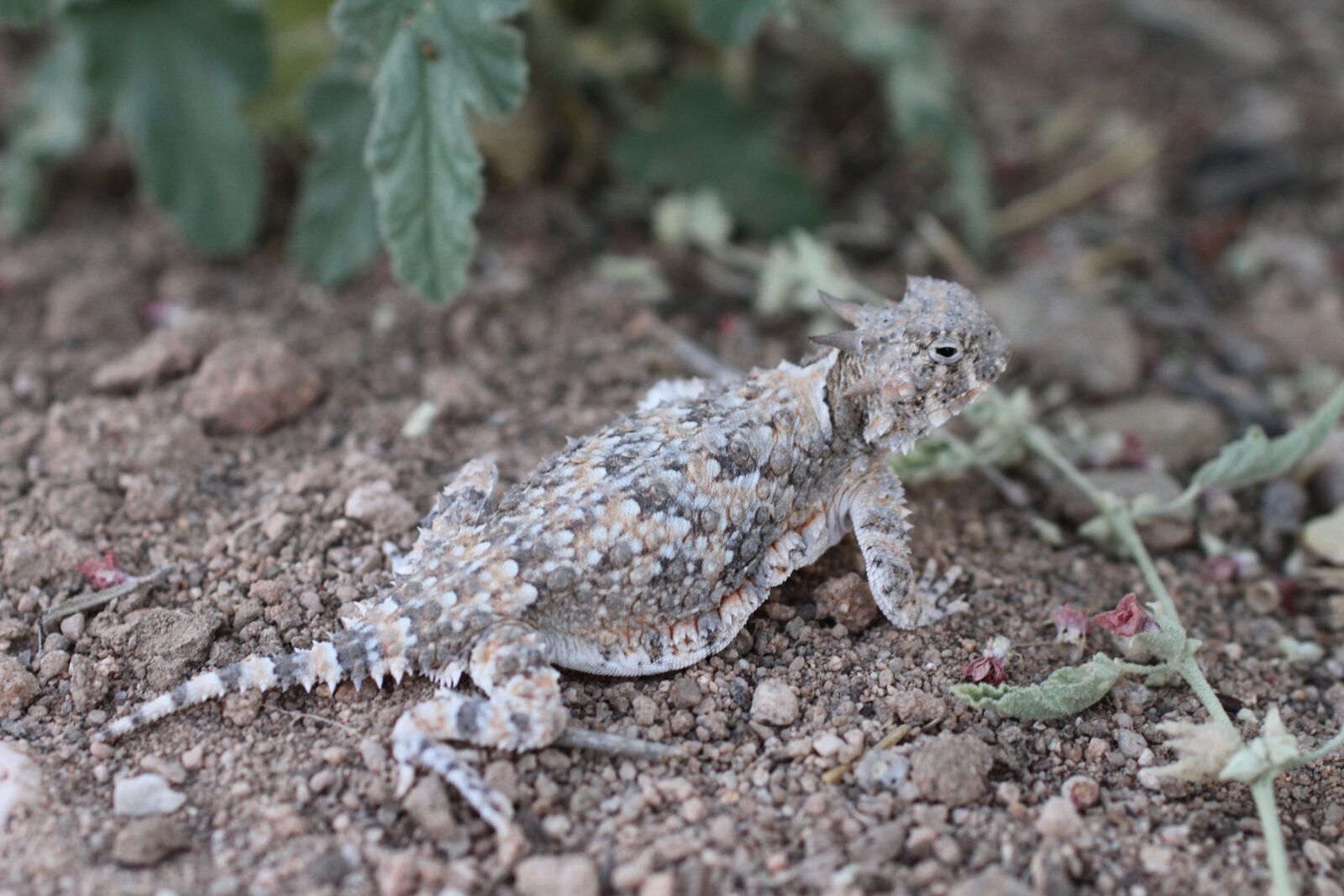 Canon EOS 7D sample photo. Southern desert horned lizard photography