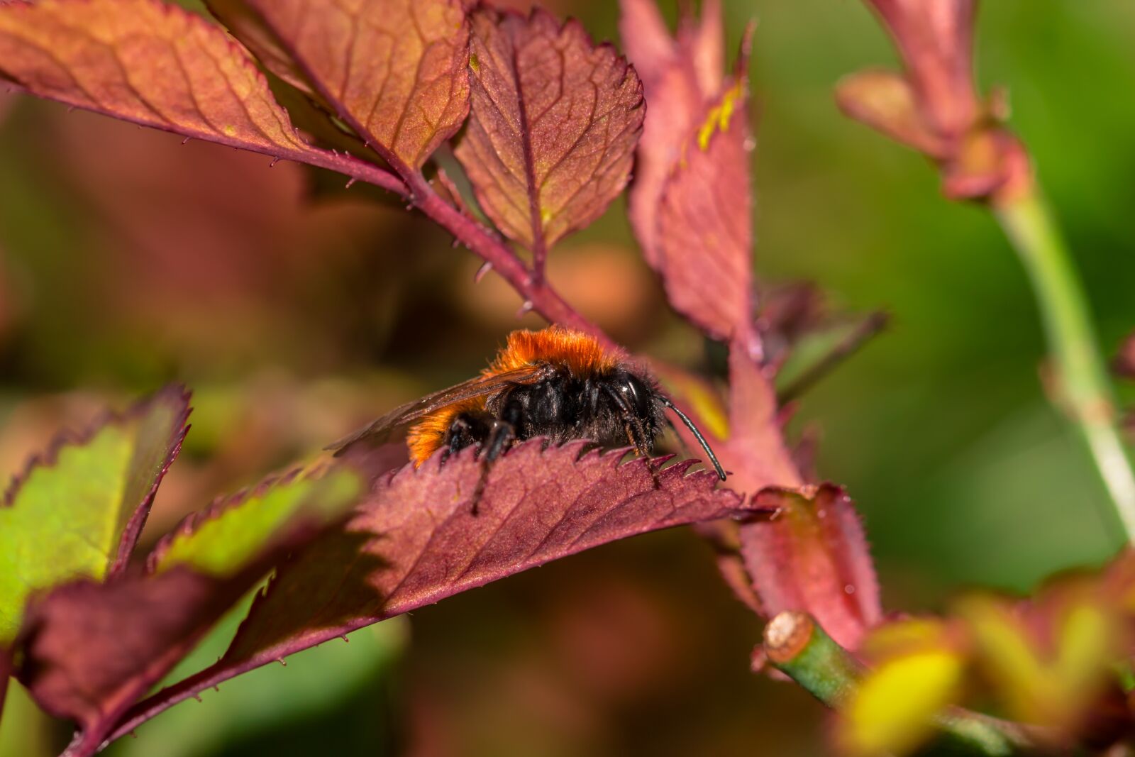 Canon EOS 600D (Rebel EOS T3i / EOS Kiss X5) sample photo. Hummel, macro, insect photography
