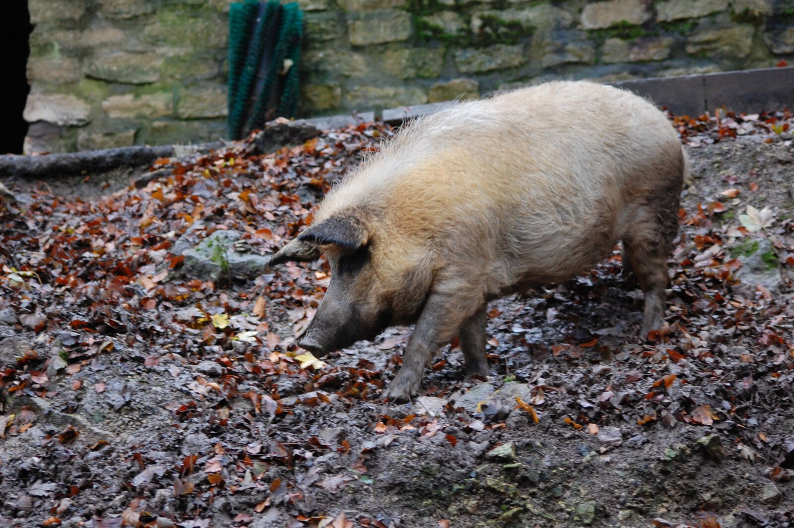 Nikon D40 sample photo. Pig, boar, piglet photography