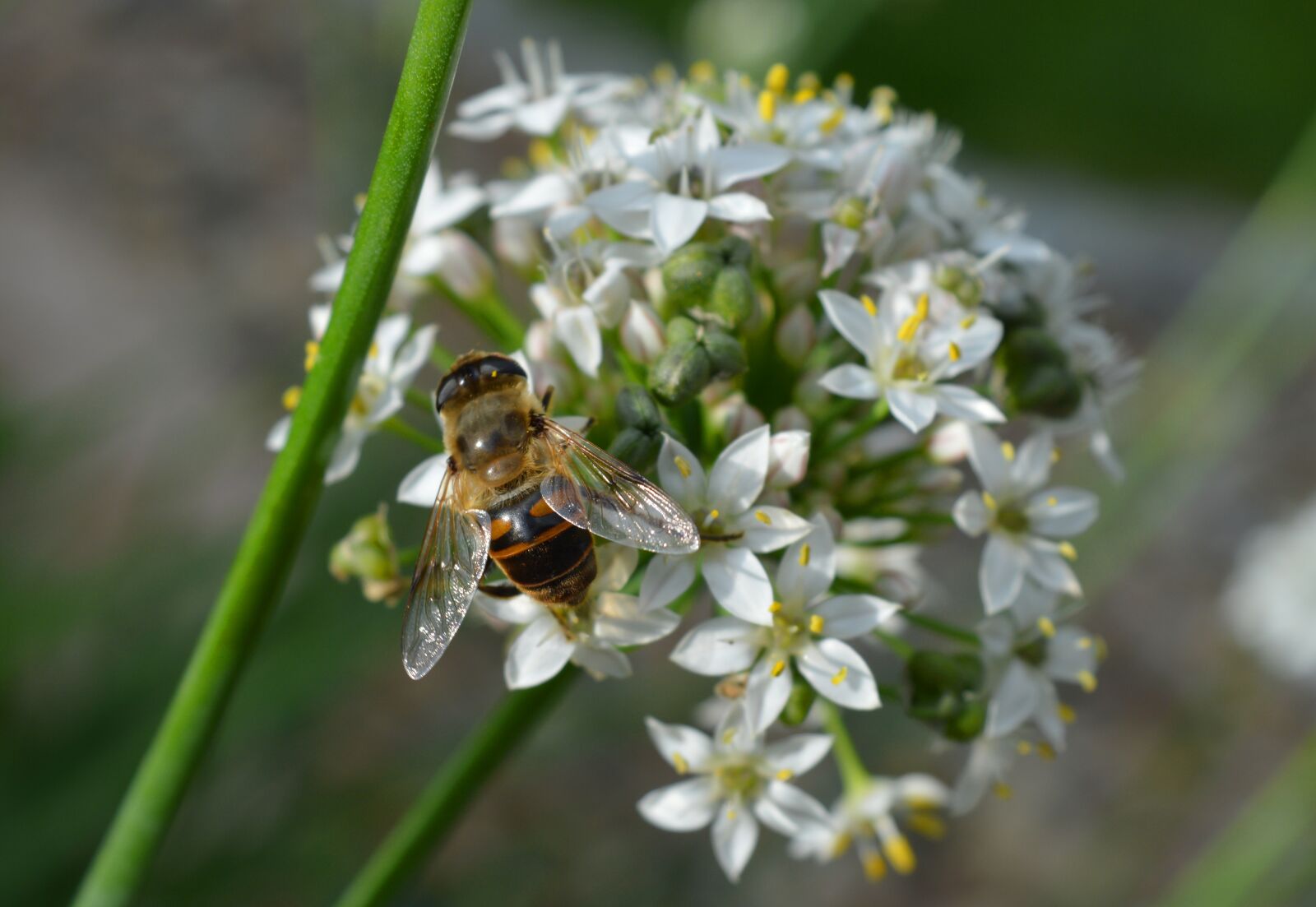 Nikon D3200 sample photo. Blossom, bloom, bee photography