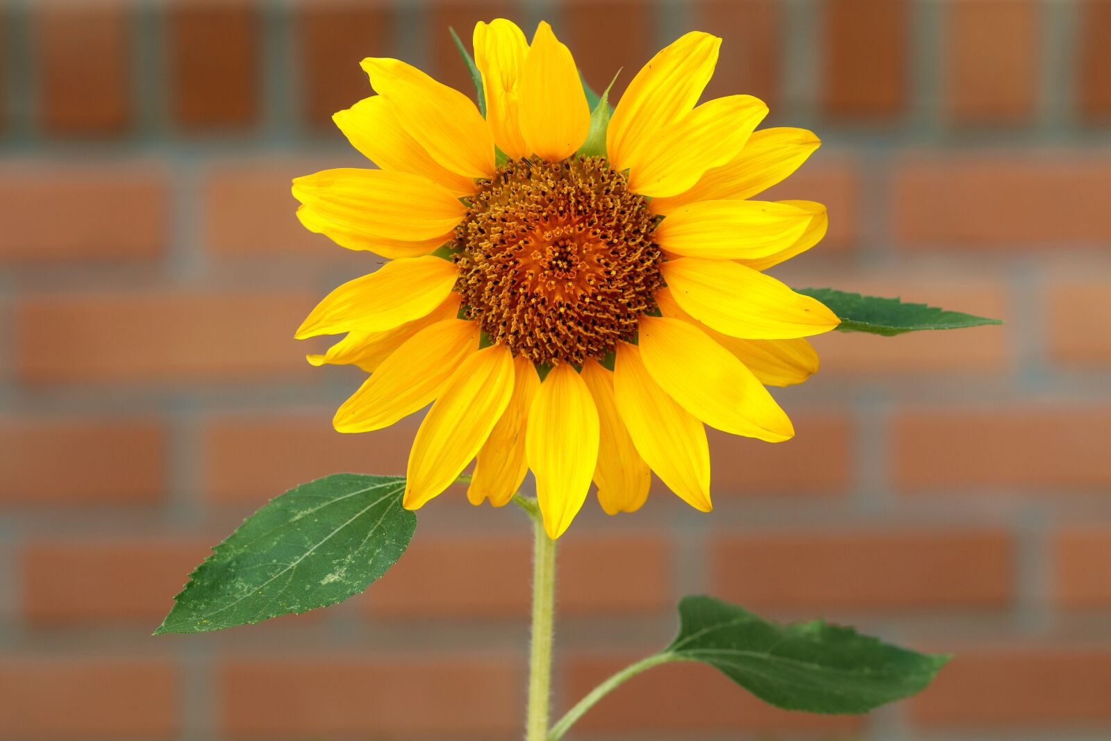 Canon EOS 7D Mark II sample photo. Sunflower, plants, flowers photography