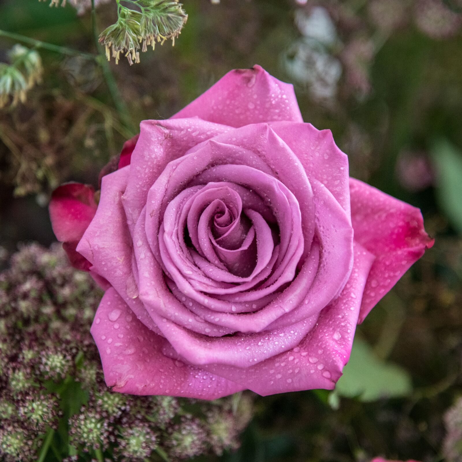 Nikon D850 sample photo. Flower, rose, nature photography