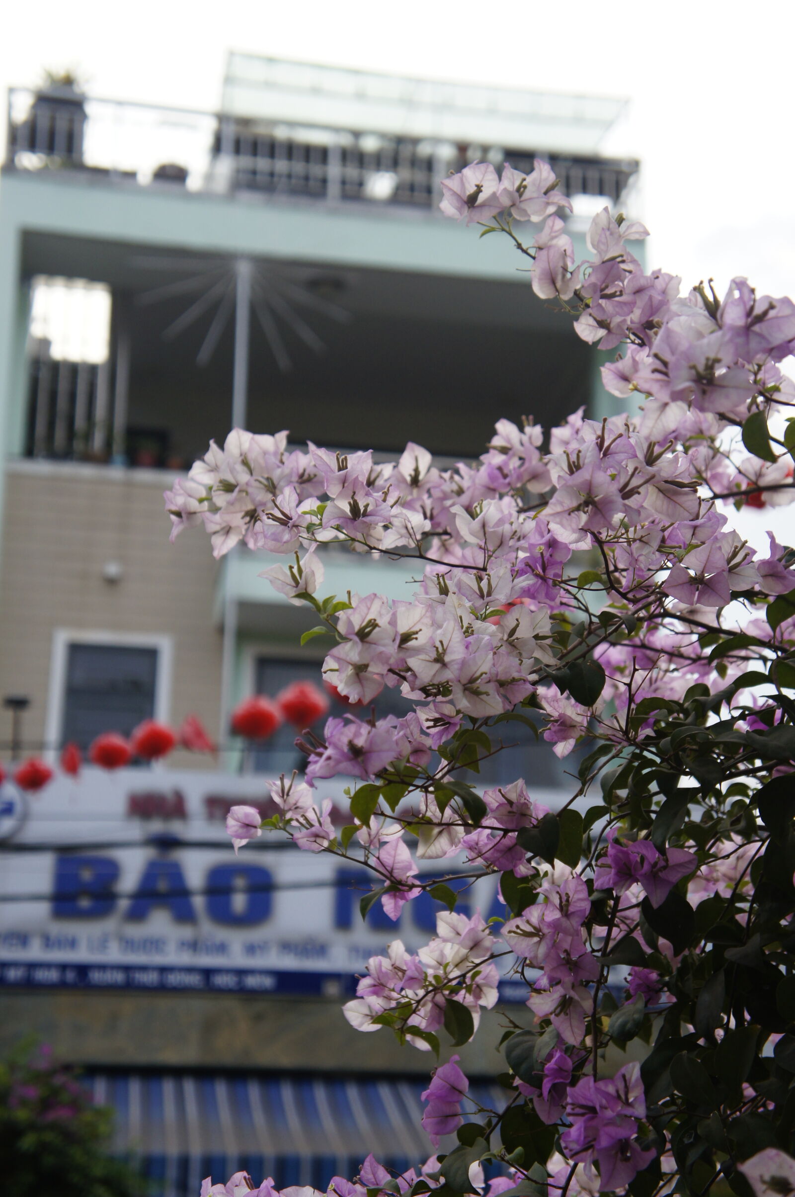 Sony E 18-55mm F3.5-5.6 OSS sample photo. Flowers photography