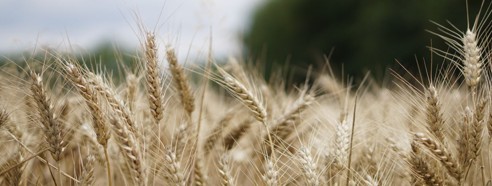 E 50mm F1.8 OSS sample photo. Wheat field, wheat, wheat photography