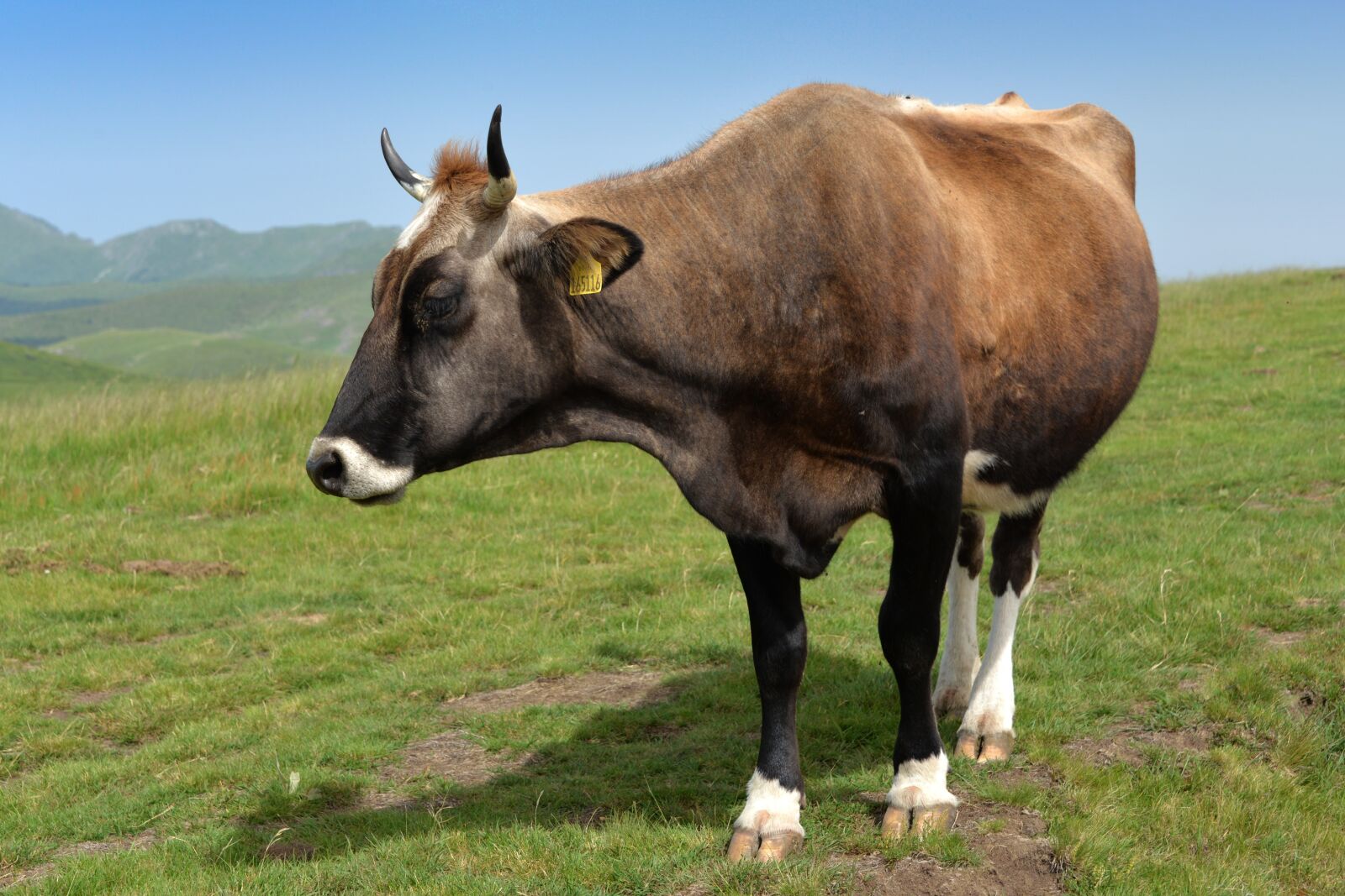 Nikon D610 sample photo. Nature, cow, prairie photography