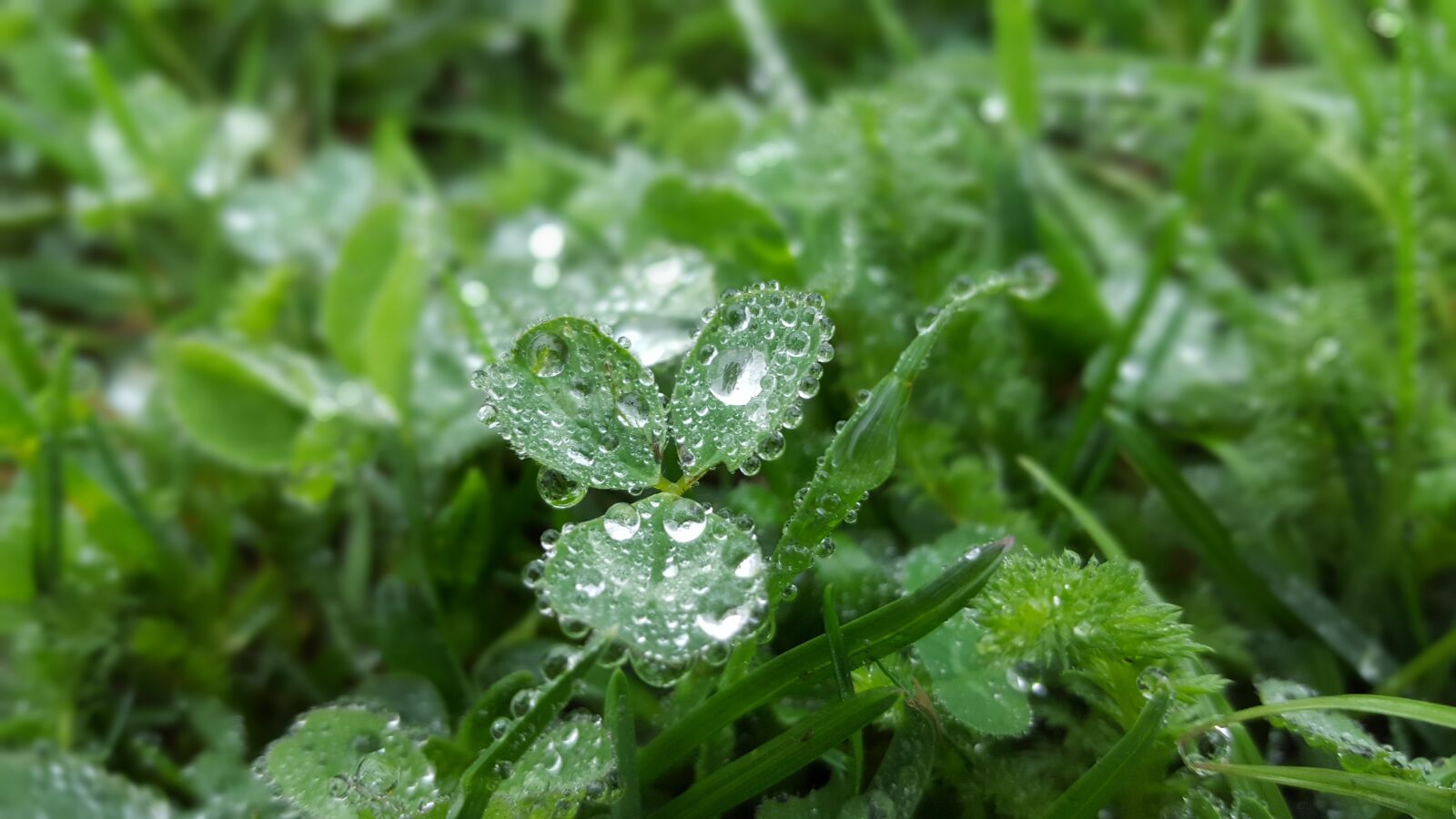 Samsung Galaxy S6 sample photo. Leaf, plant, nature photography