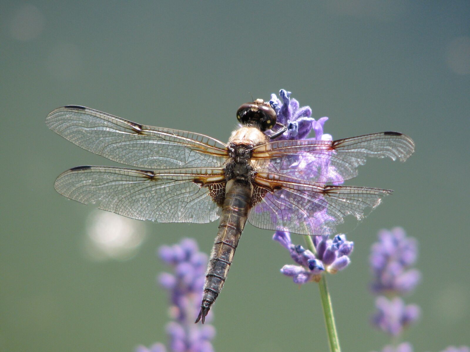 Canon POWERSHOT S5 IS sample photo. Dragonfly, wing, flight insect photography
