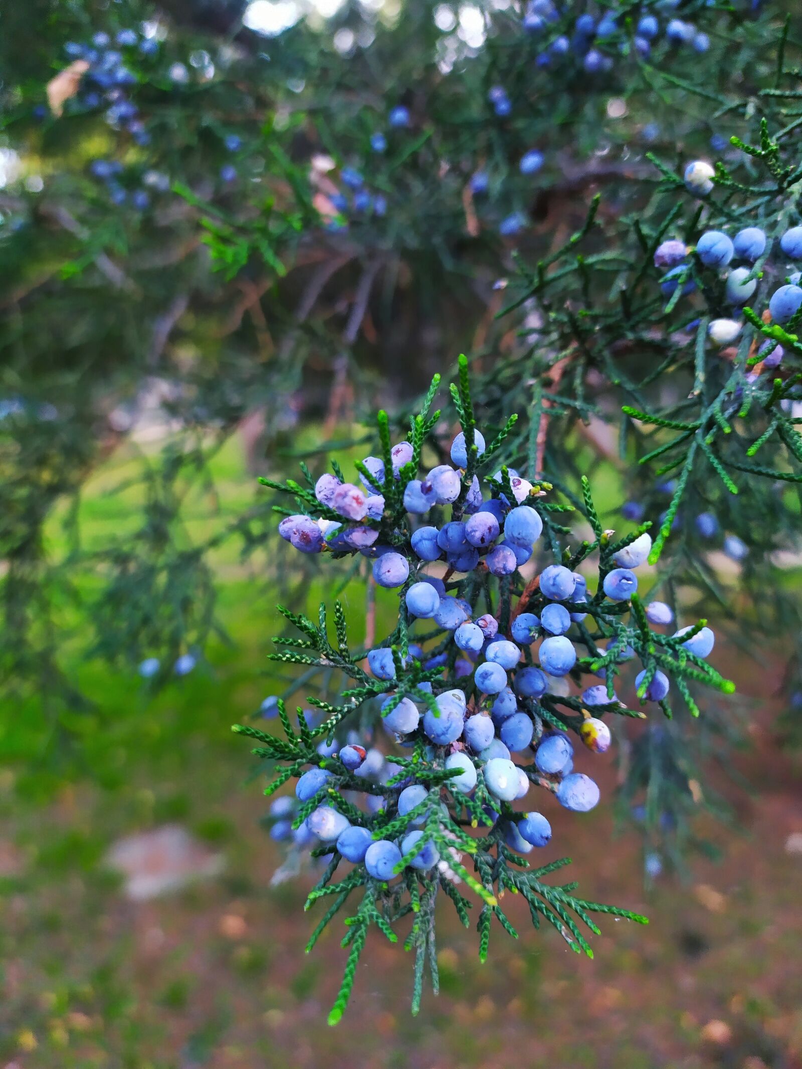 Xiaomi Redmi Note 7 sample photo. Nature, tree, thuja photography