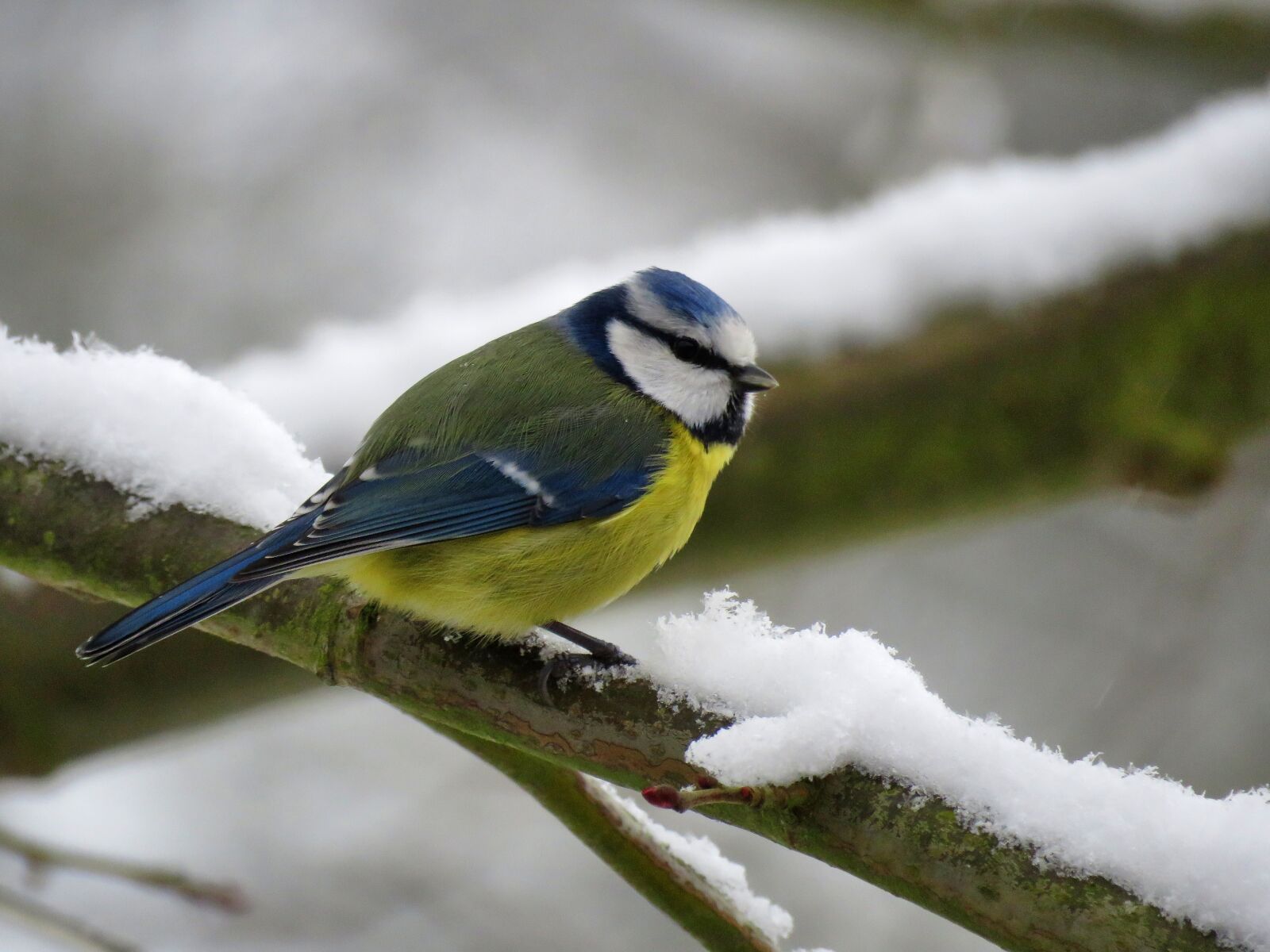 Canon PowerShot SX60 HS sample photo. Blue tit, tit, songbird photography