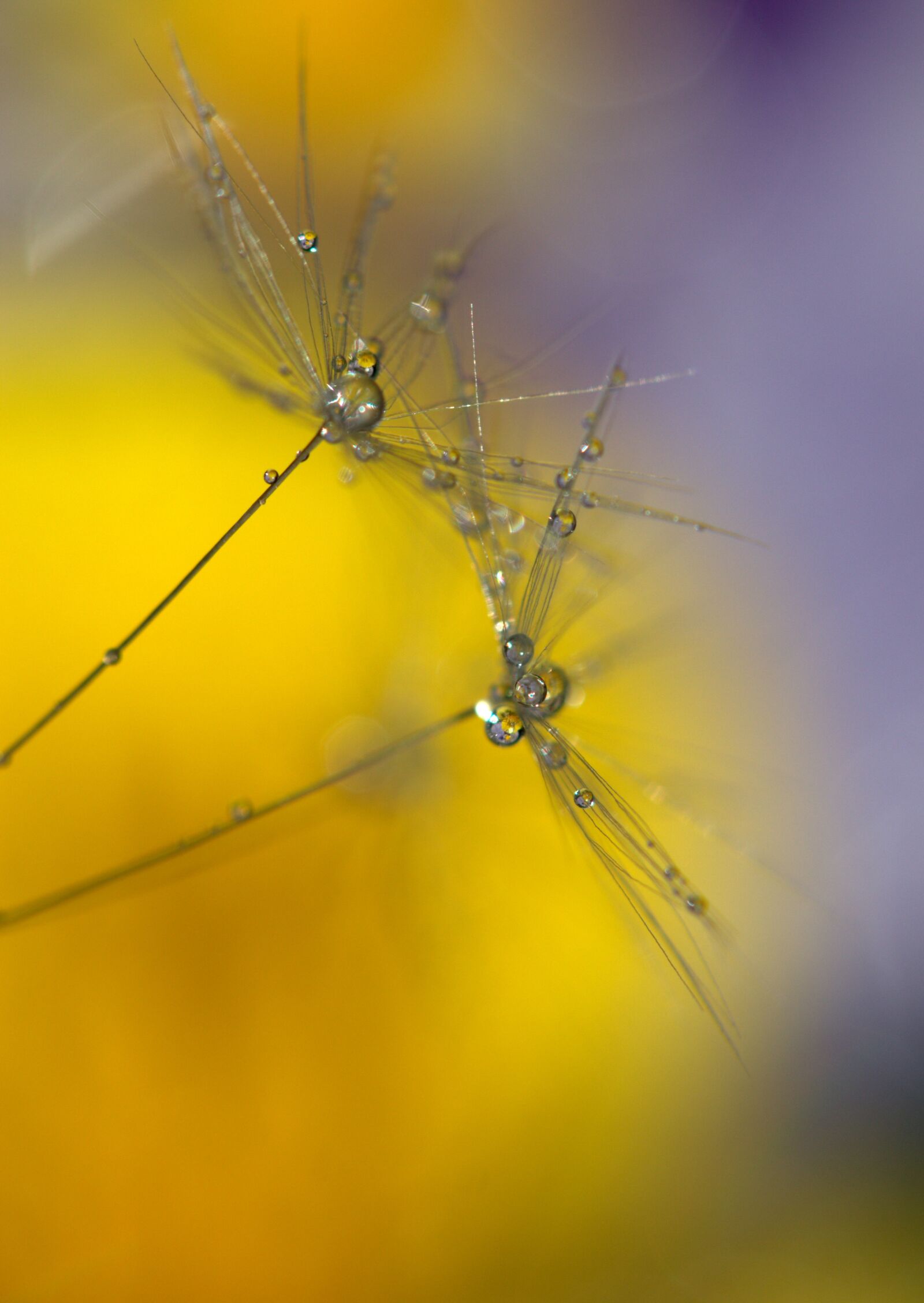 Canon EF-S 60mm F2.8 Macro USM sample photo. Dandelion, drops, wet photography