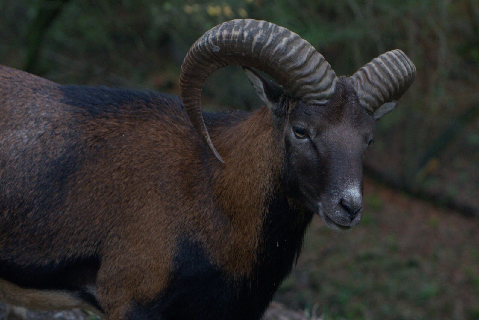 Sony a7 II + Sony Vario Tessar T* FE 24-70mm F4 ZA OSS sample photo. Capricorn, horn, animal photography