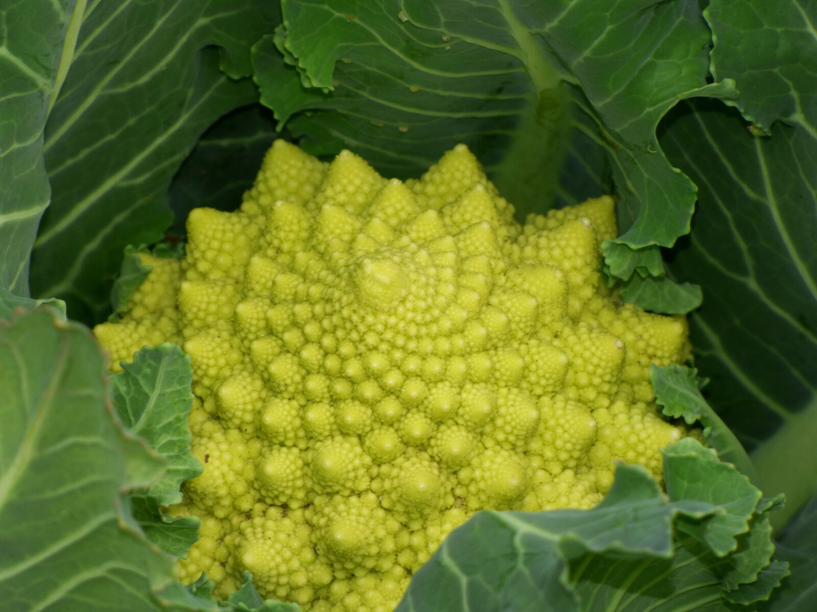 Panasonic Lumix DMC-FZ70 sample photo. Broccoli, plant geometry, fractal photography