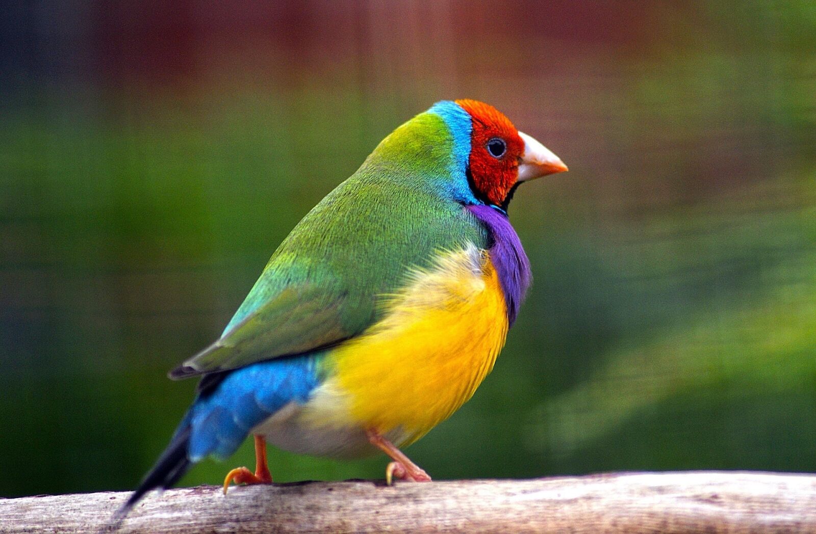 Sony Alpha DSLR-A300 sample photo. Gouldian finch, bird, wildlife photography